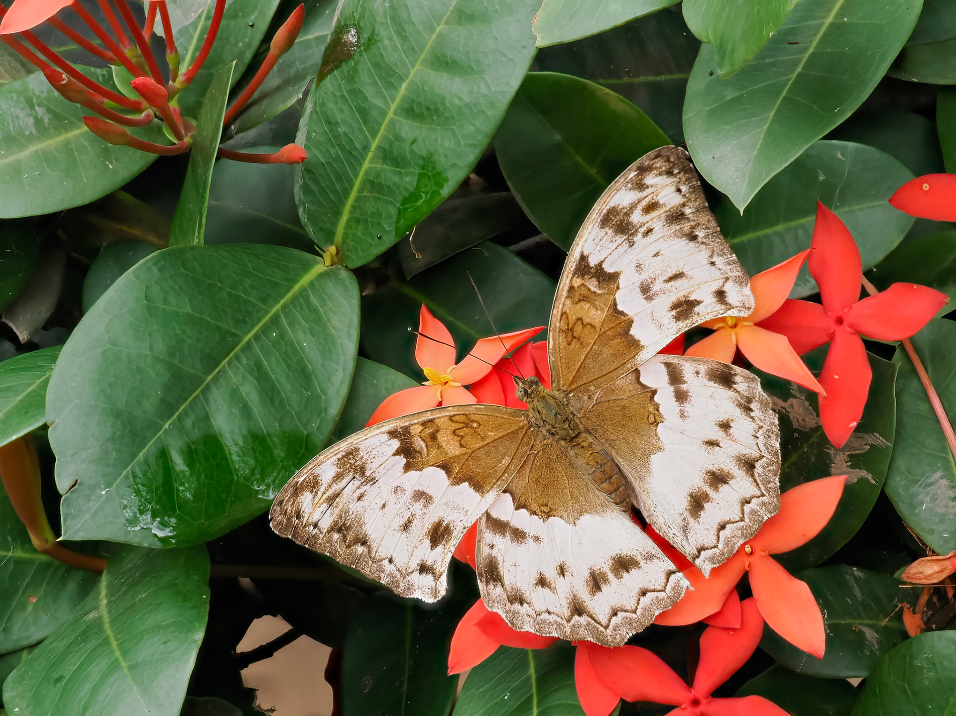 Angular Glider, Harma theobene, Nymphalidae family
