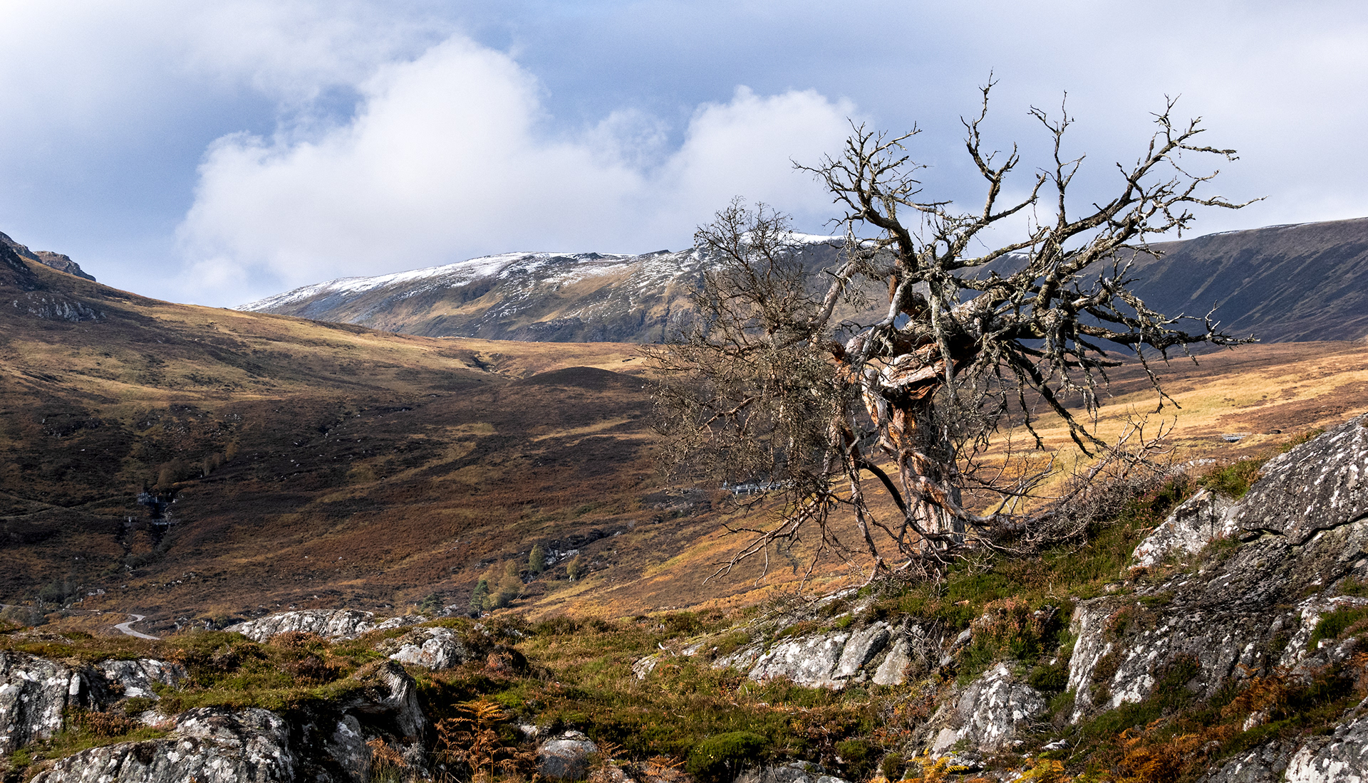 Dead Tree