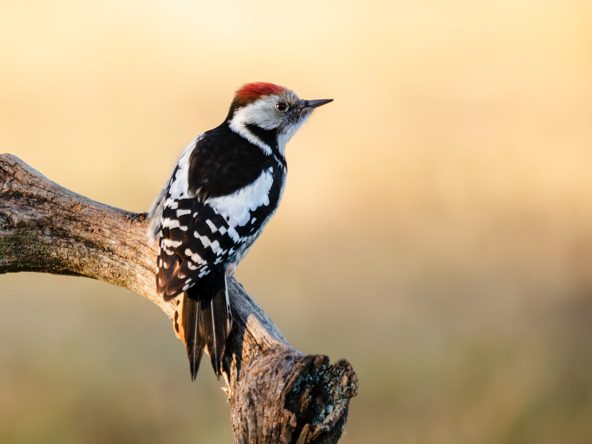 Middle Spotted Woodpecker