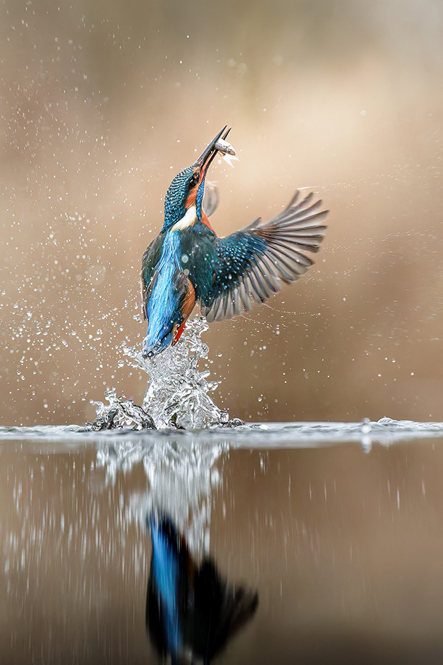 Kingfisher