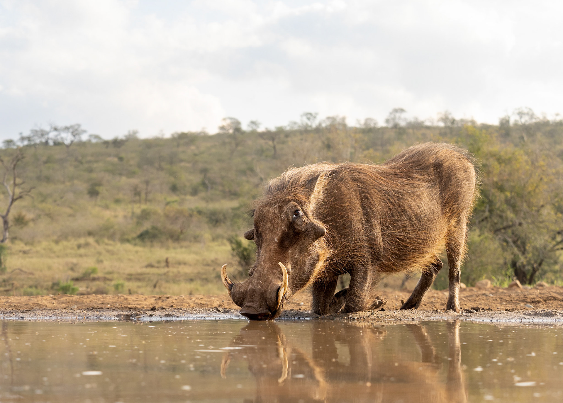Warthog drinking