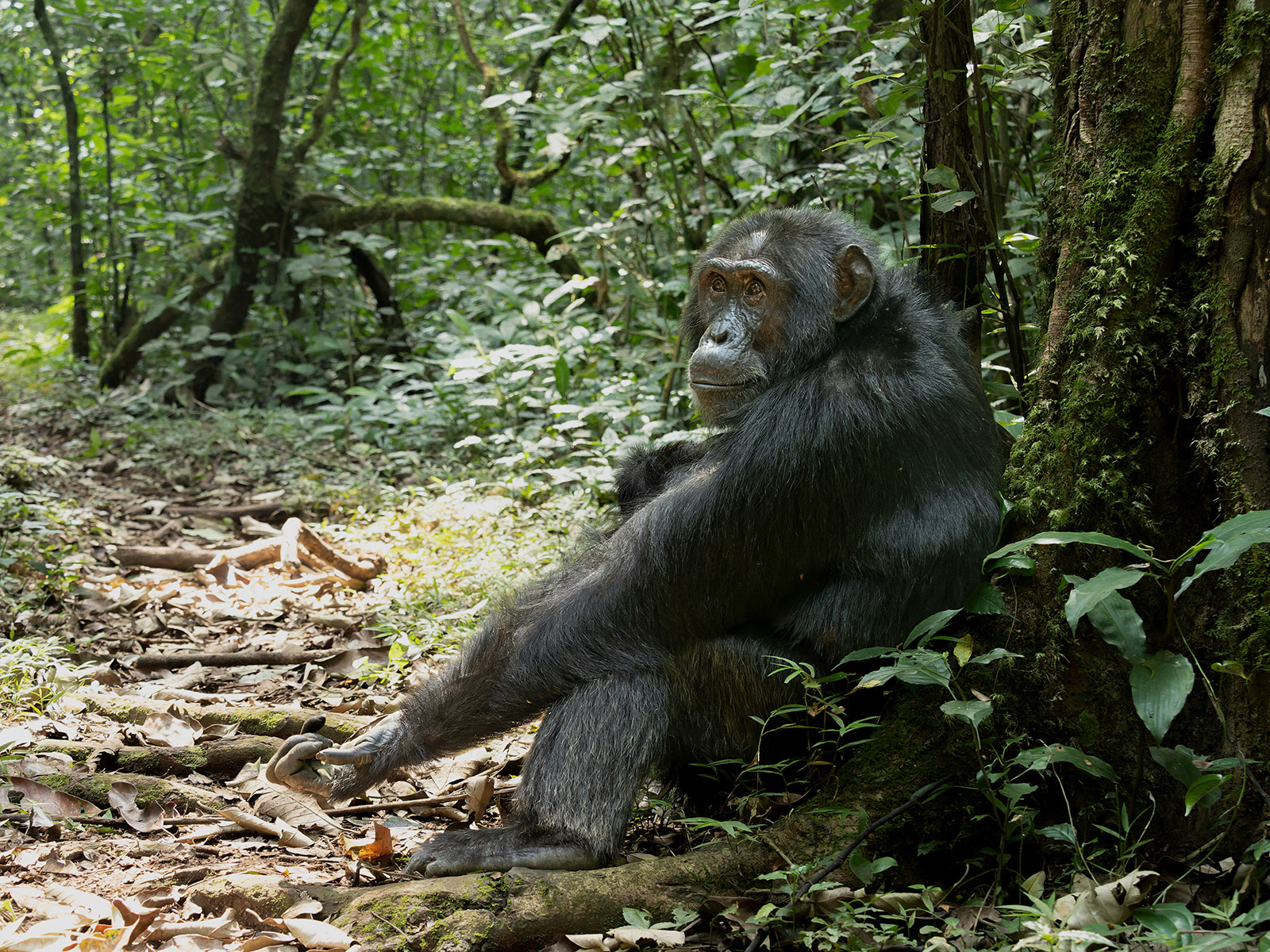 Wild Chimpanzee