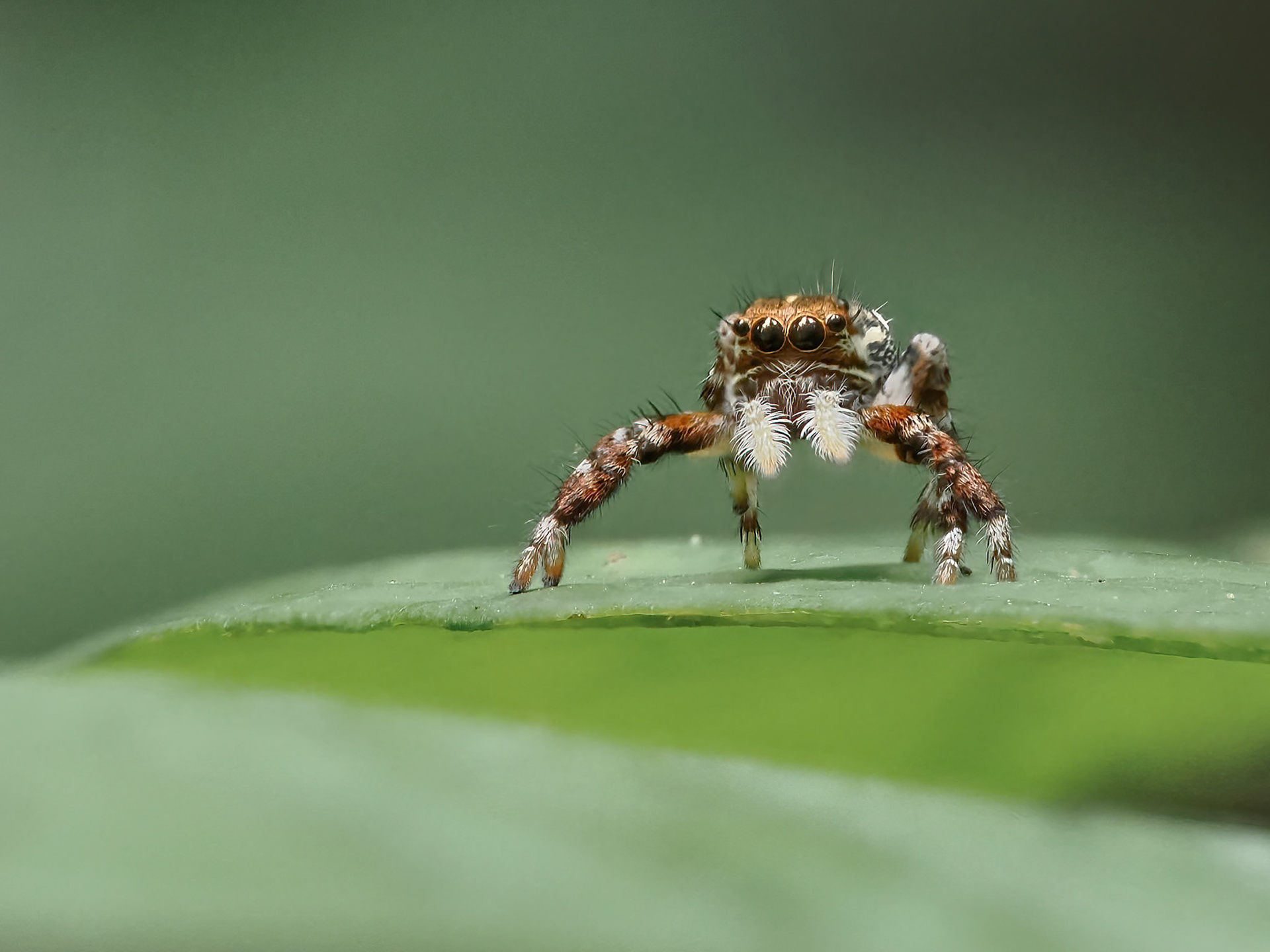 Jumping Spider