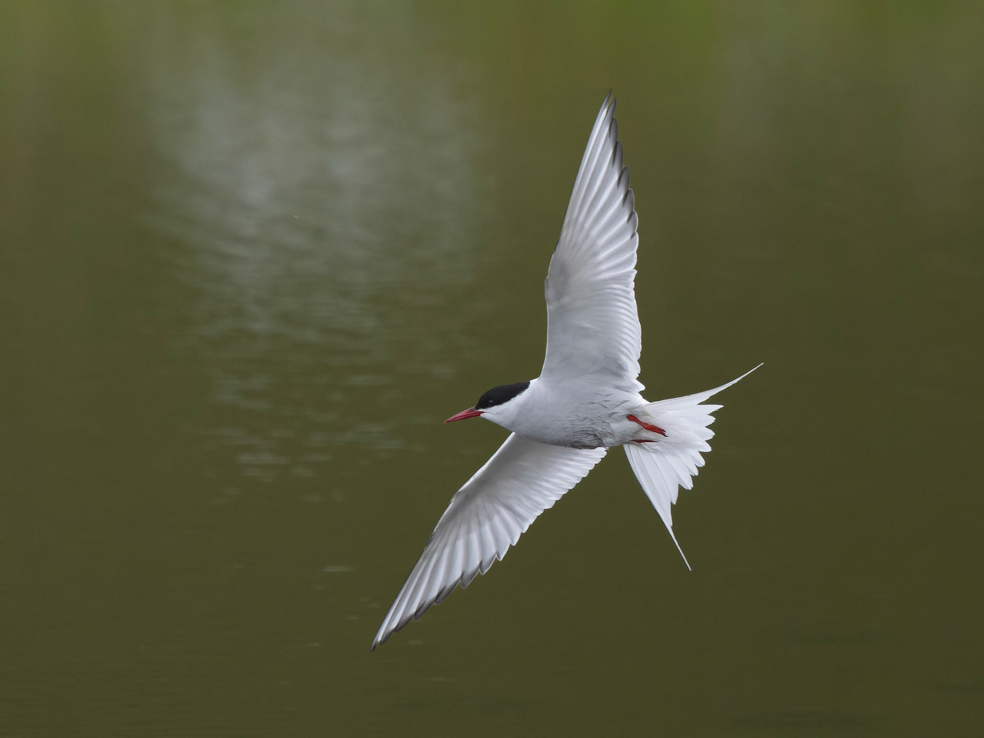 Arctic Tern