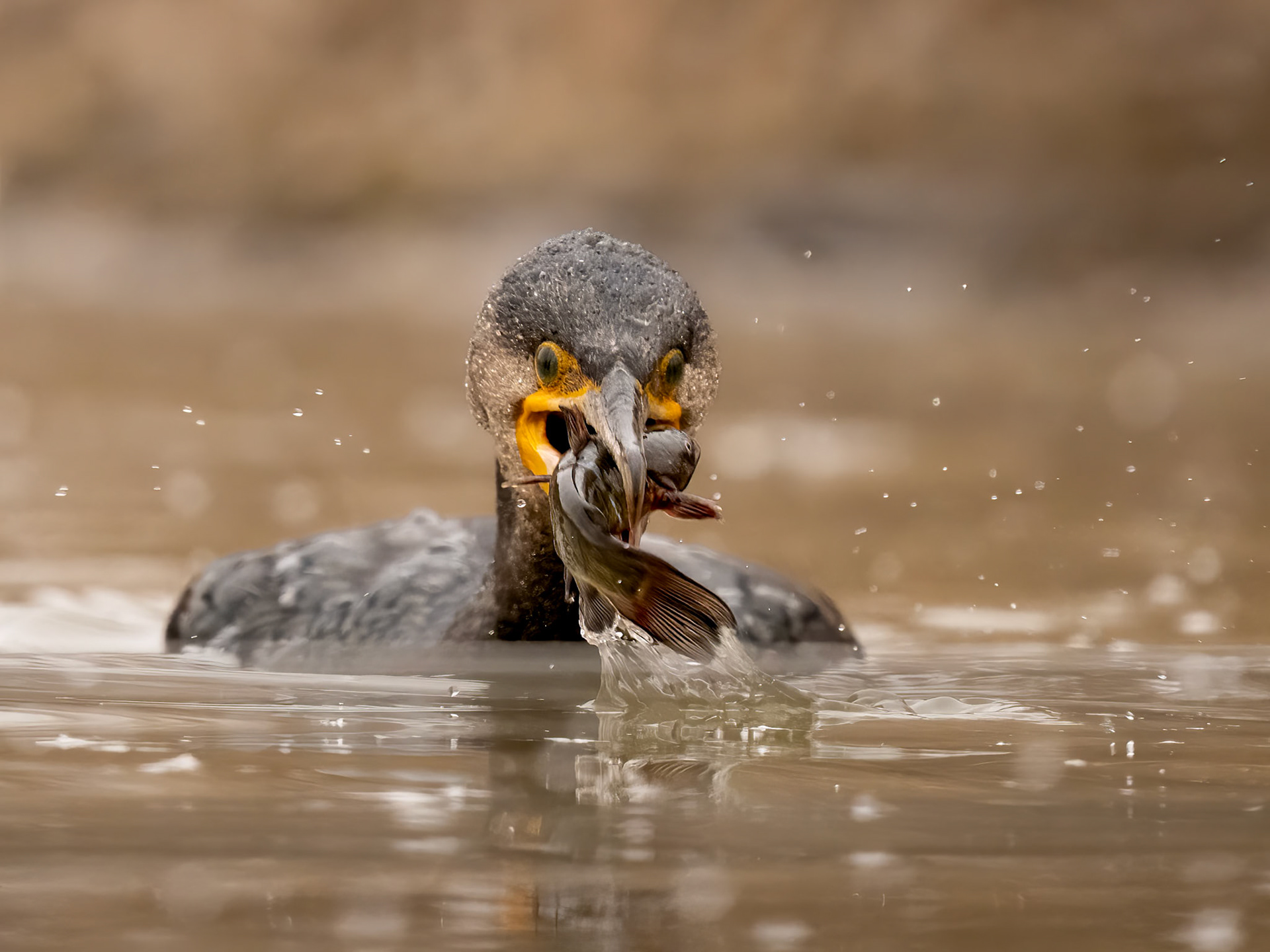 Cormorant