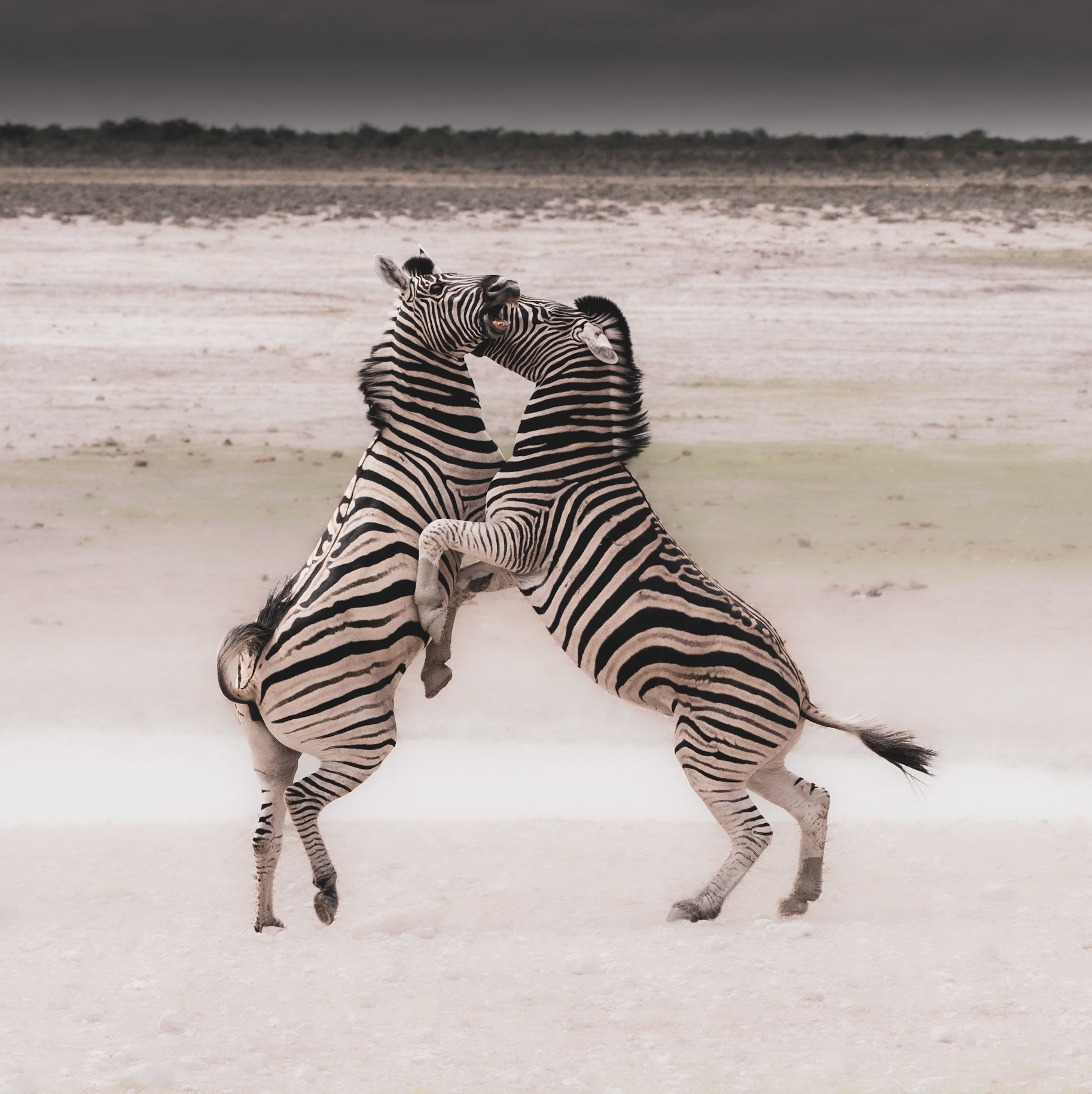 Zebra fighting
