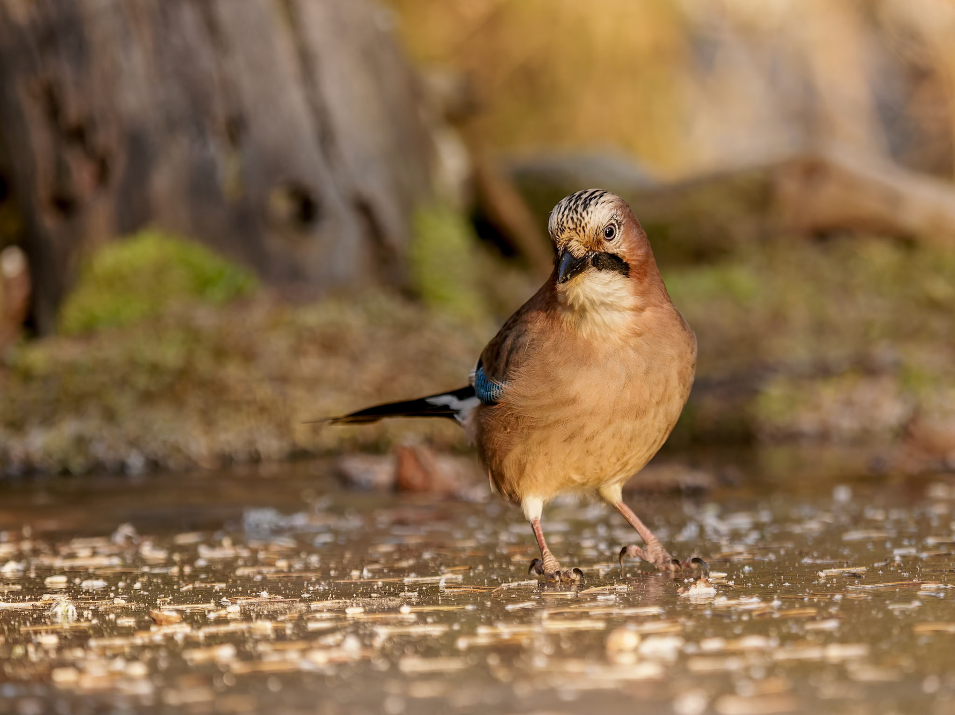 Jay in sunlight