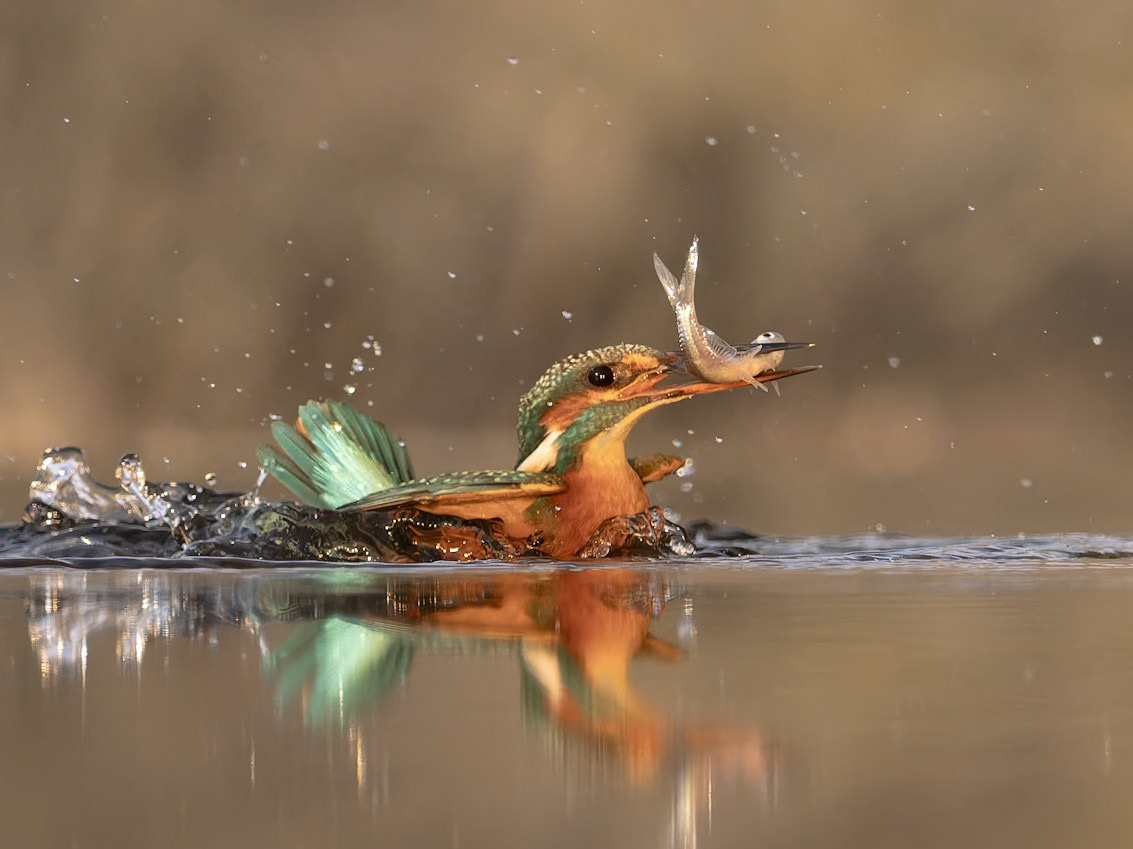 Kingfisher emerging with fish