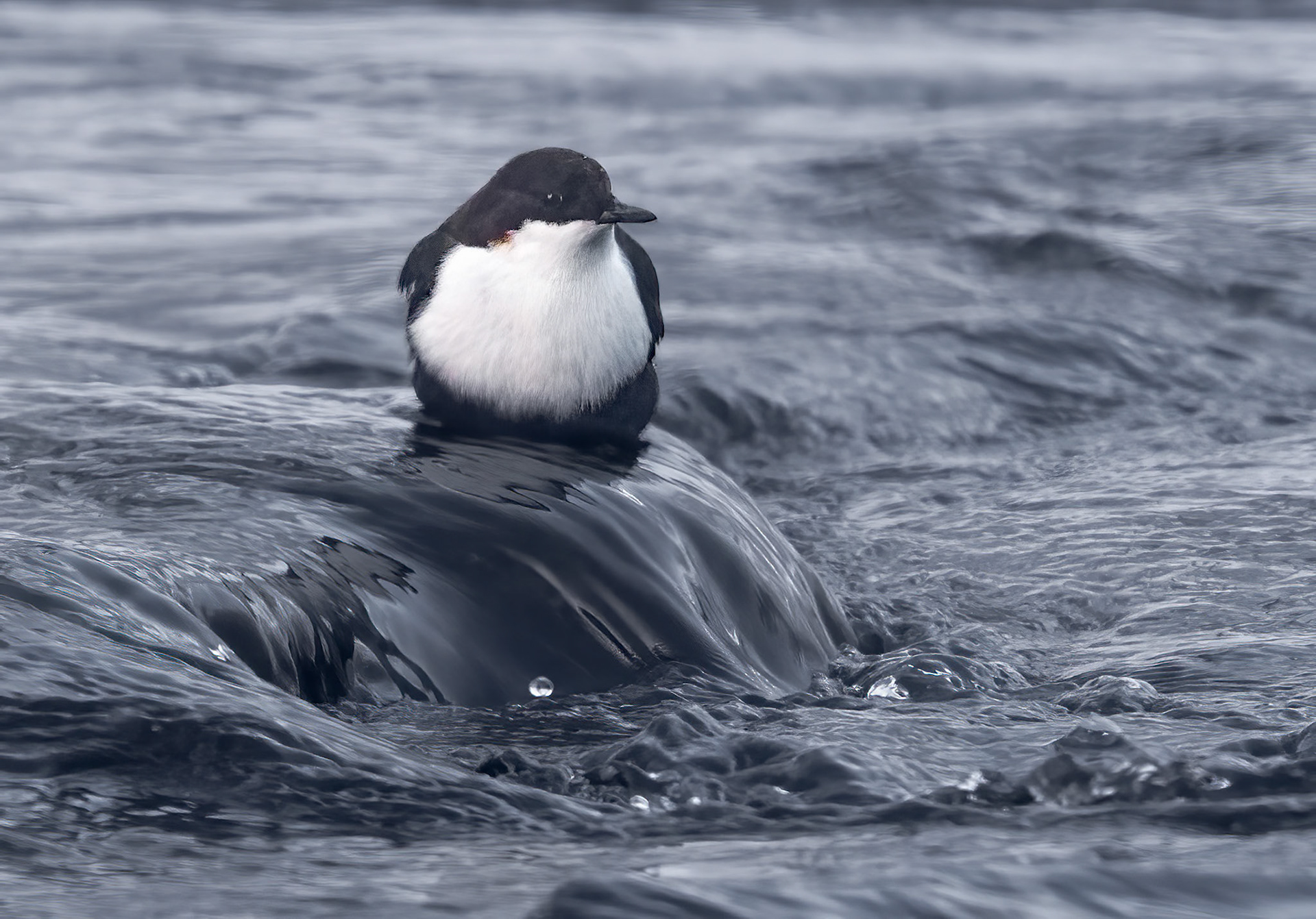 White Throated Dipper