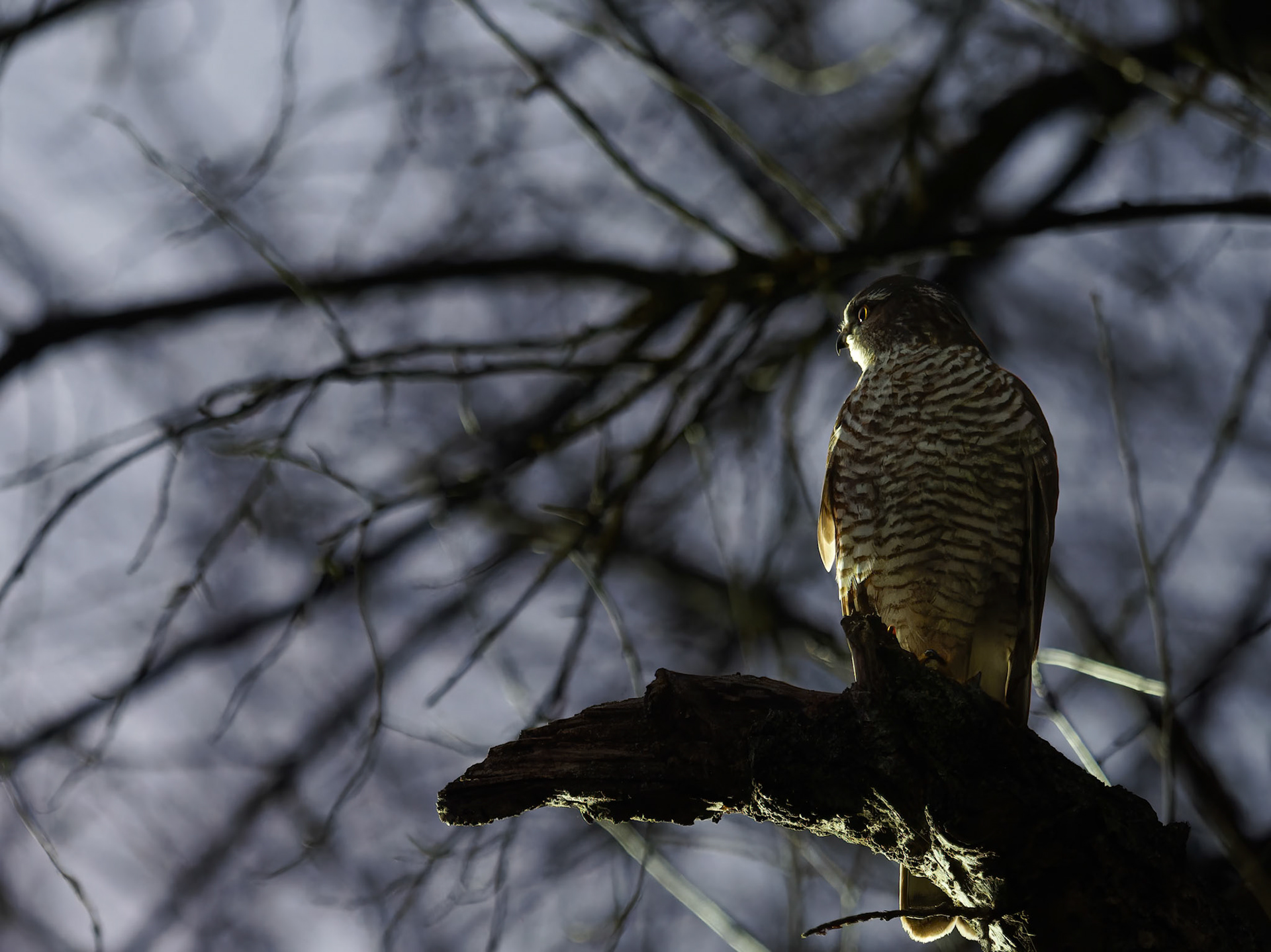 Sparrowhawk as light fades