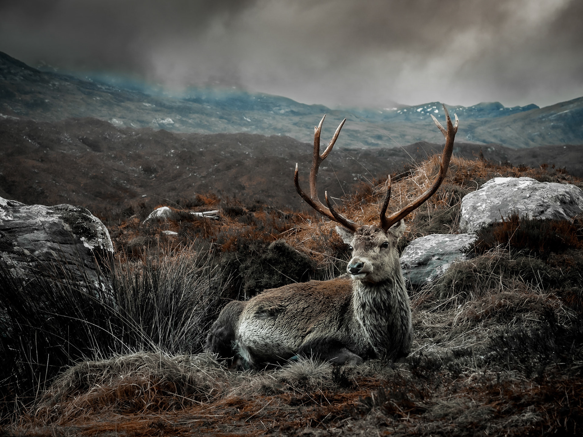 Red Deer Stag