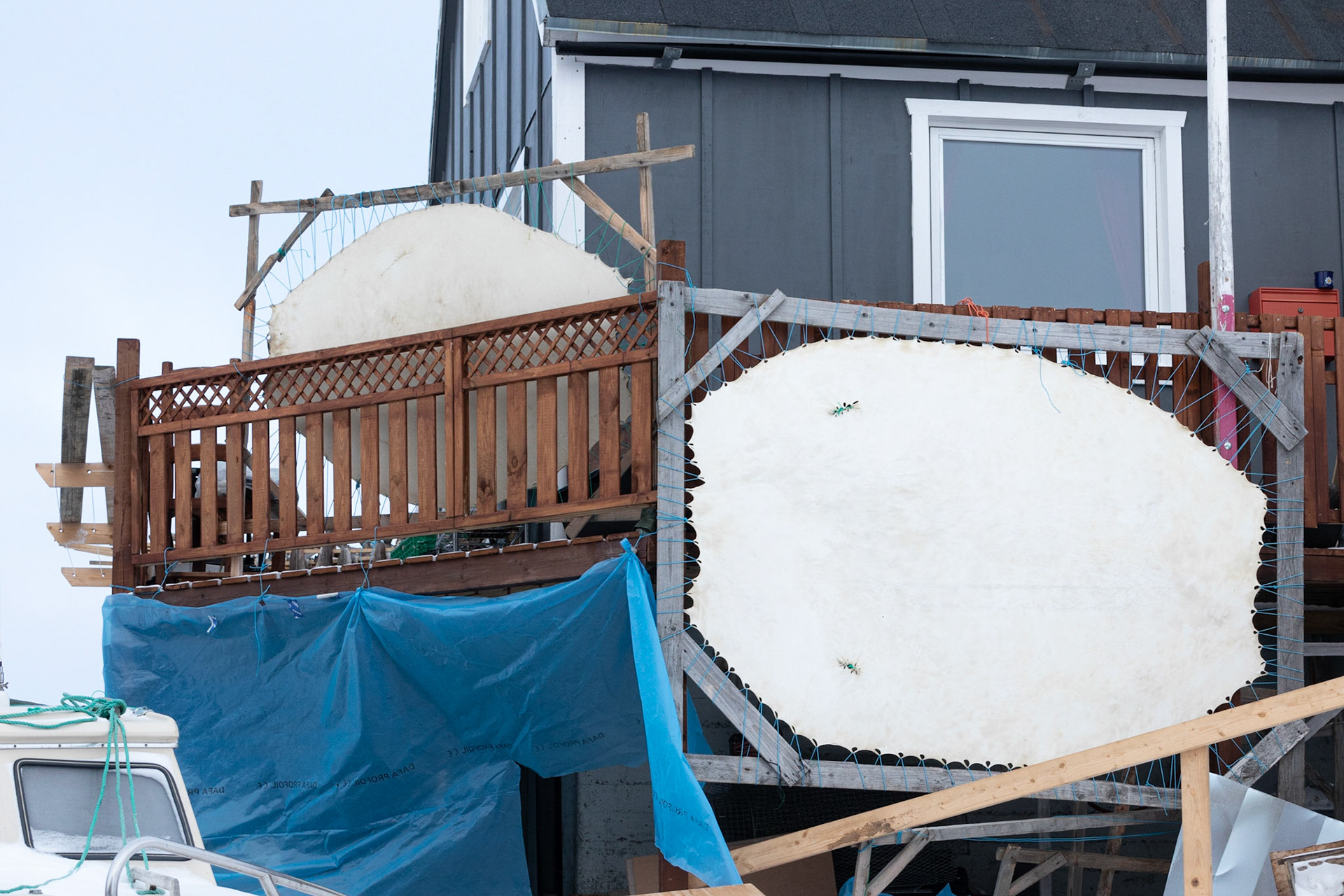 Skins spread out to dry