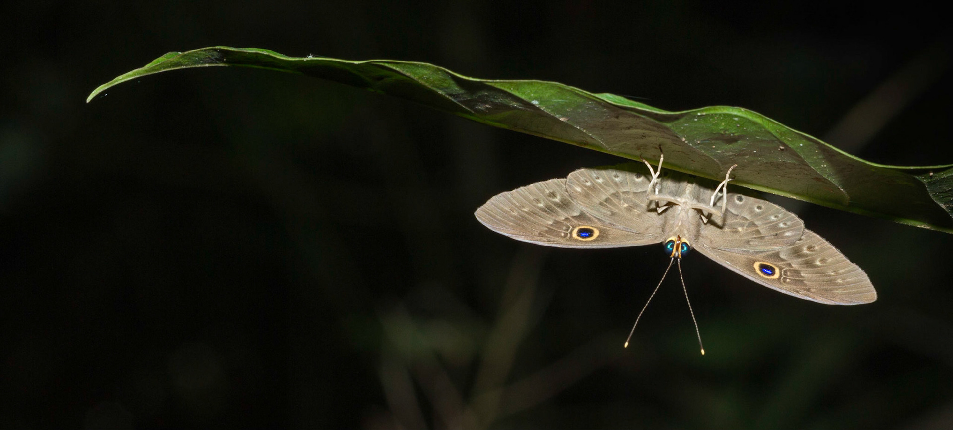 Butterfly under leaf
