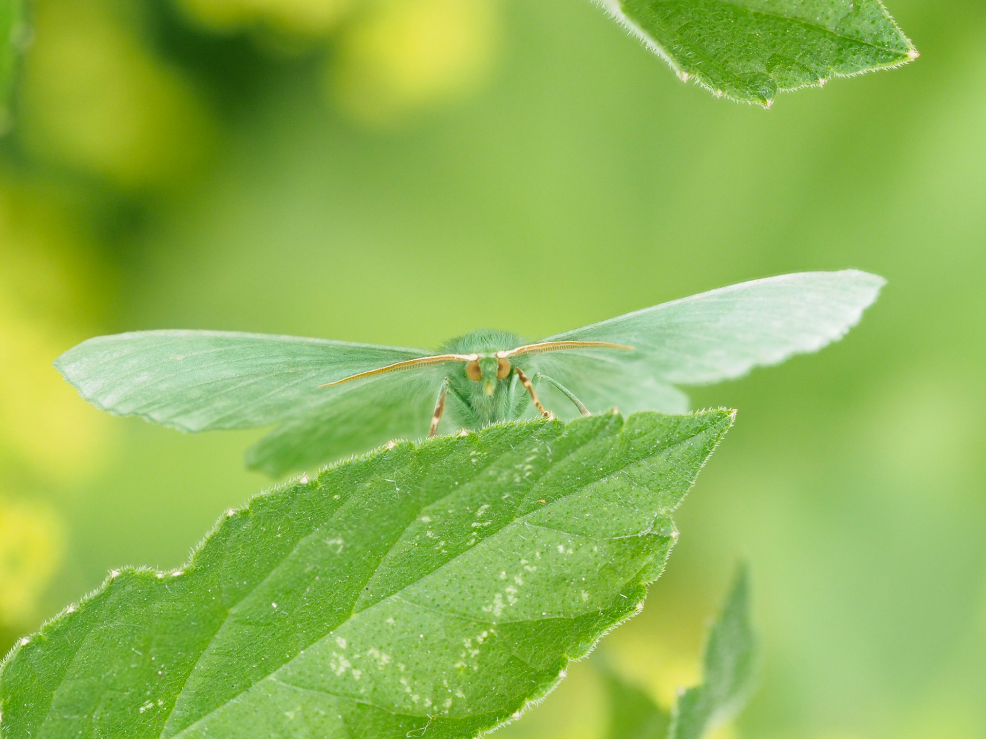 Large Emerald Moth