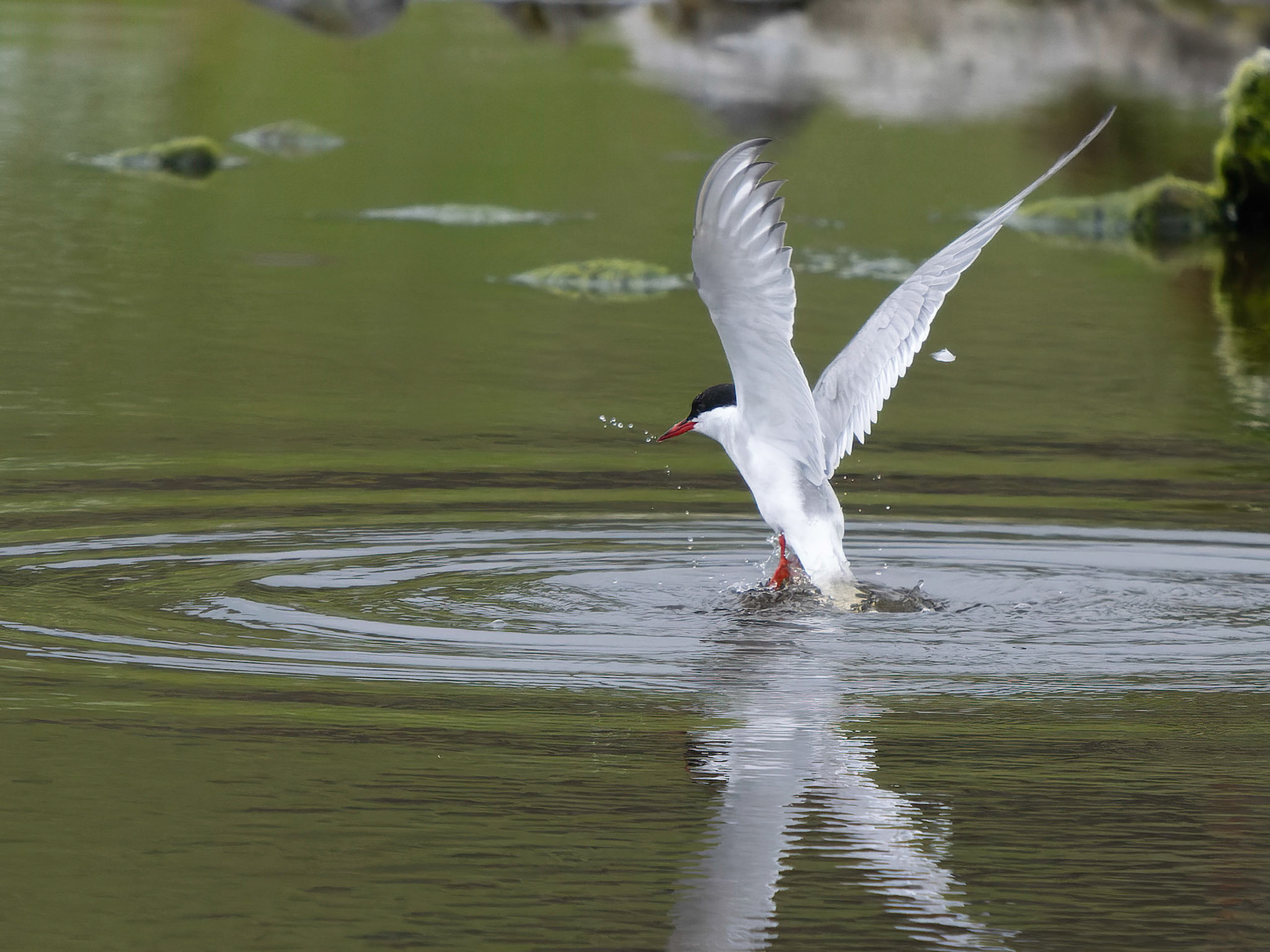 Arctic Tern