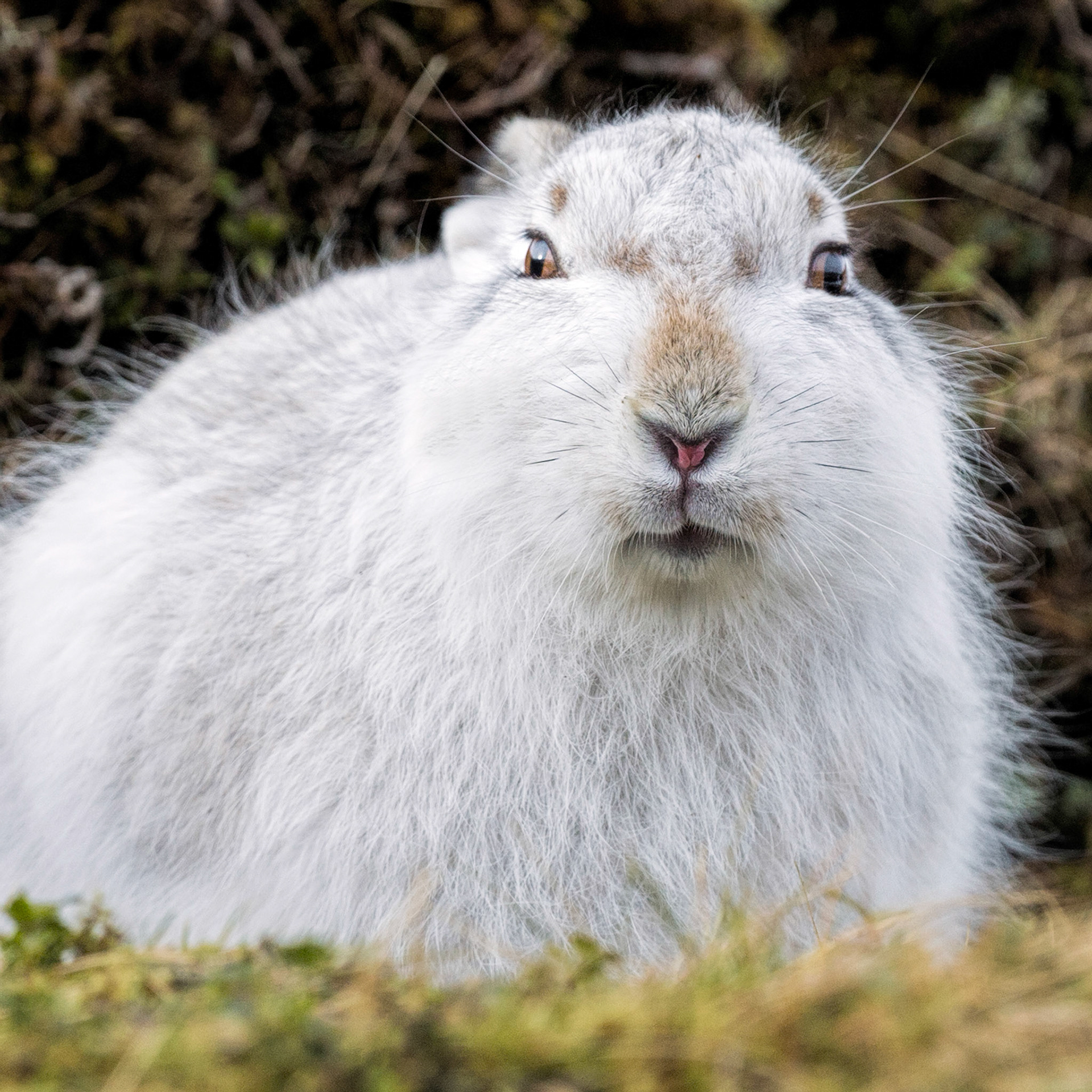 Mountain Hare (Lepus timidus)