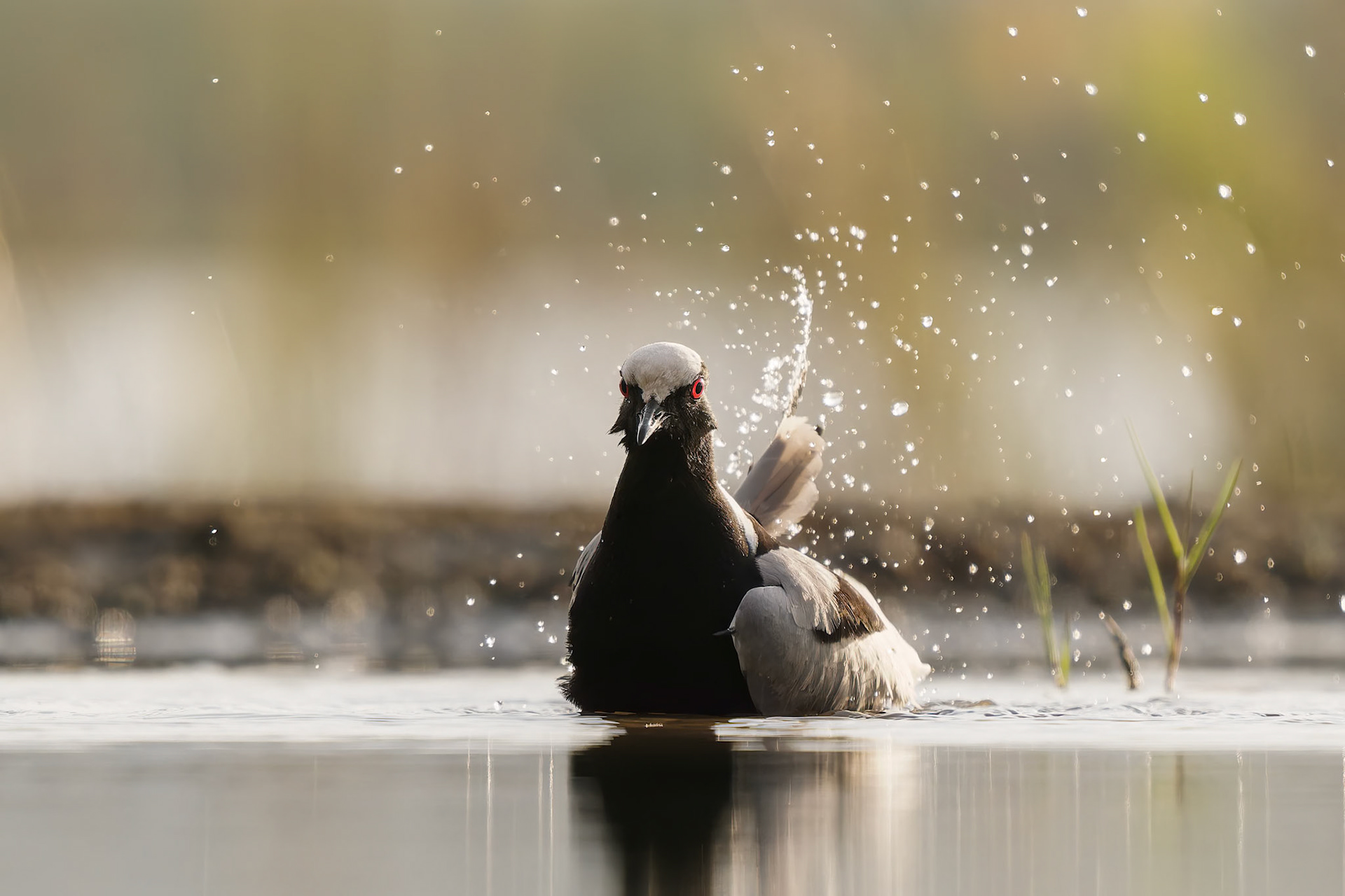 Blacksmith Lapwing bathing