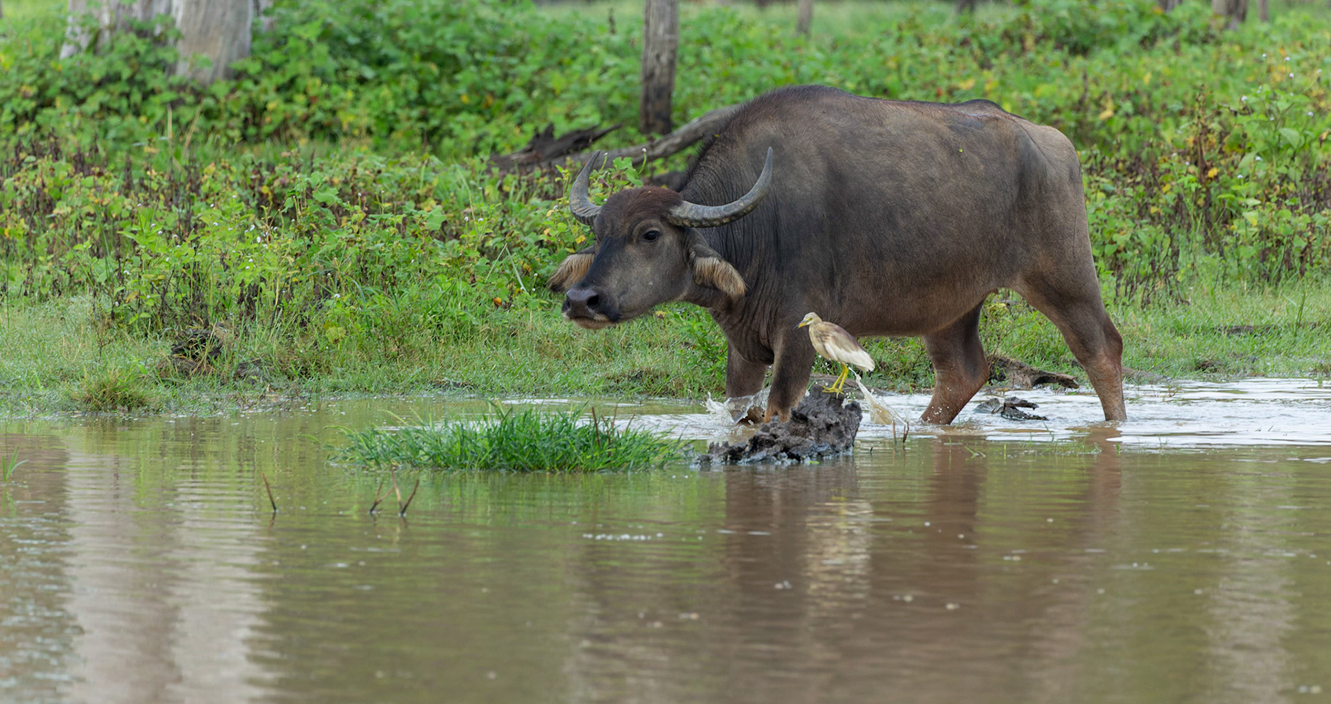 Water Buffalo