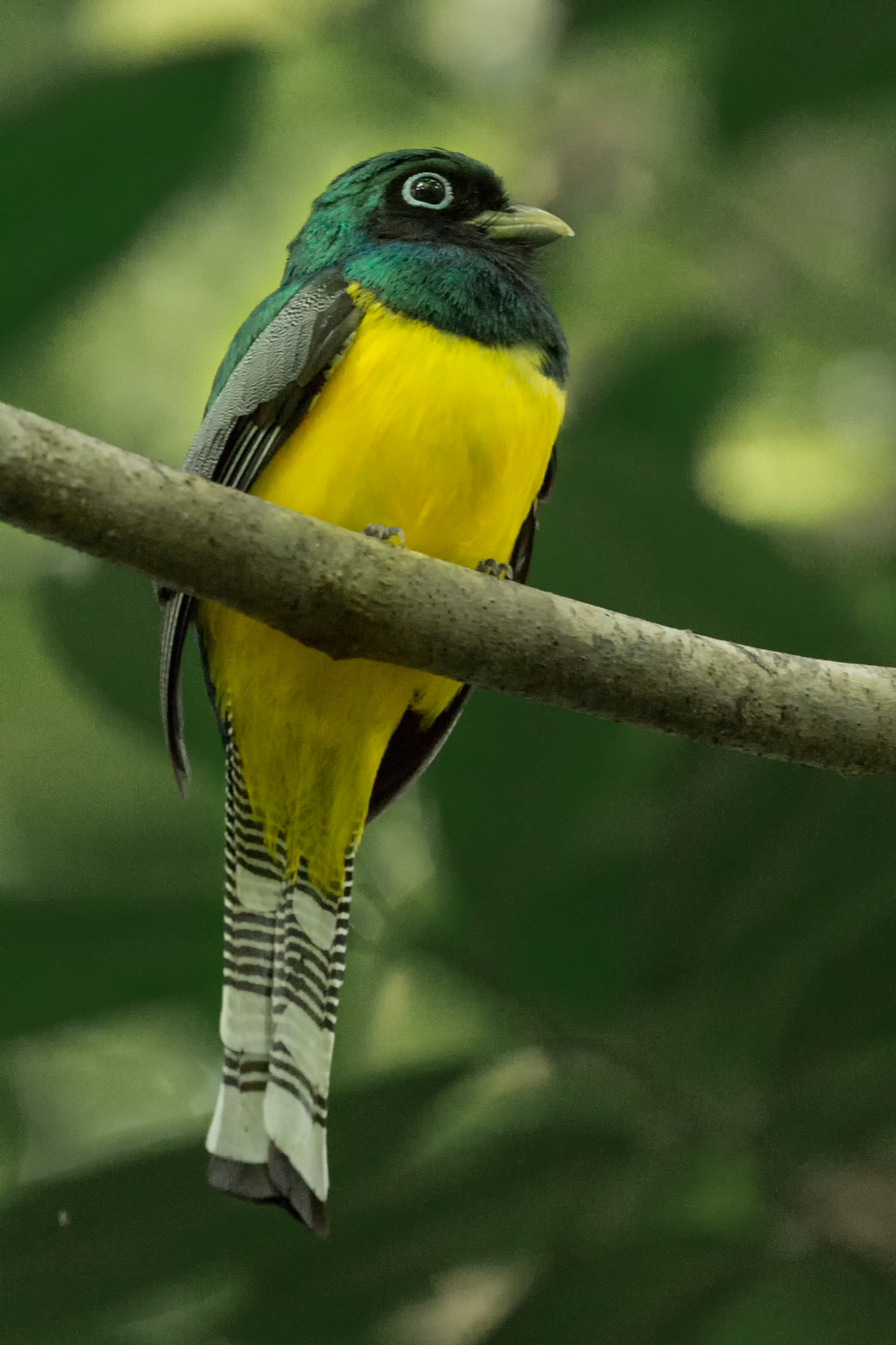 Male Black-throated Trogon