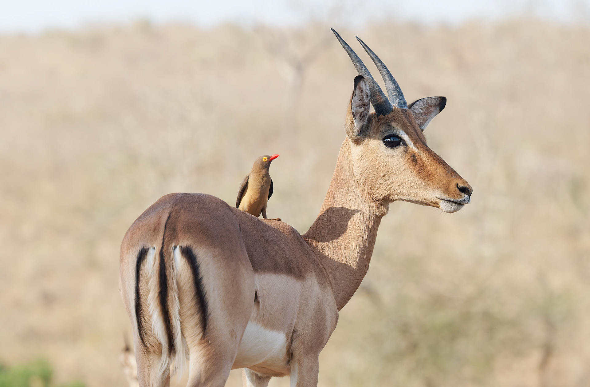Impala with Red-billed Oxpecker