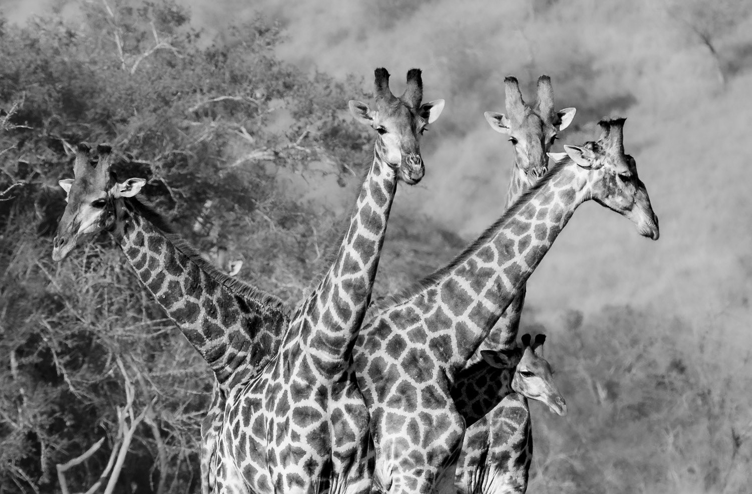 5 Necks of Southern Giraffe