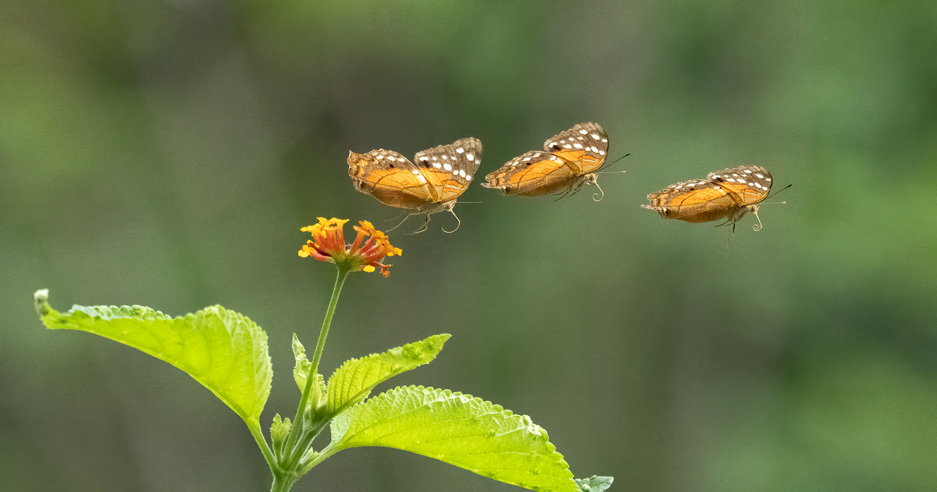 A flying butterfly ( first attempt )