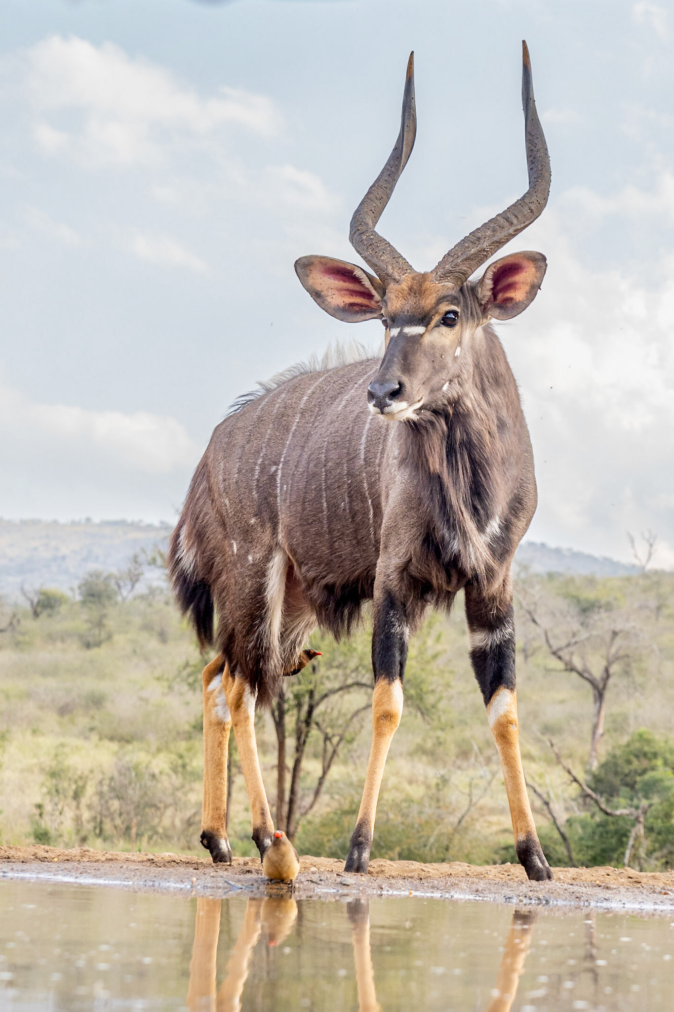 Nyala and oxpeckers