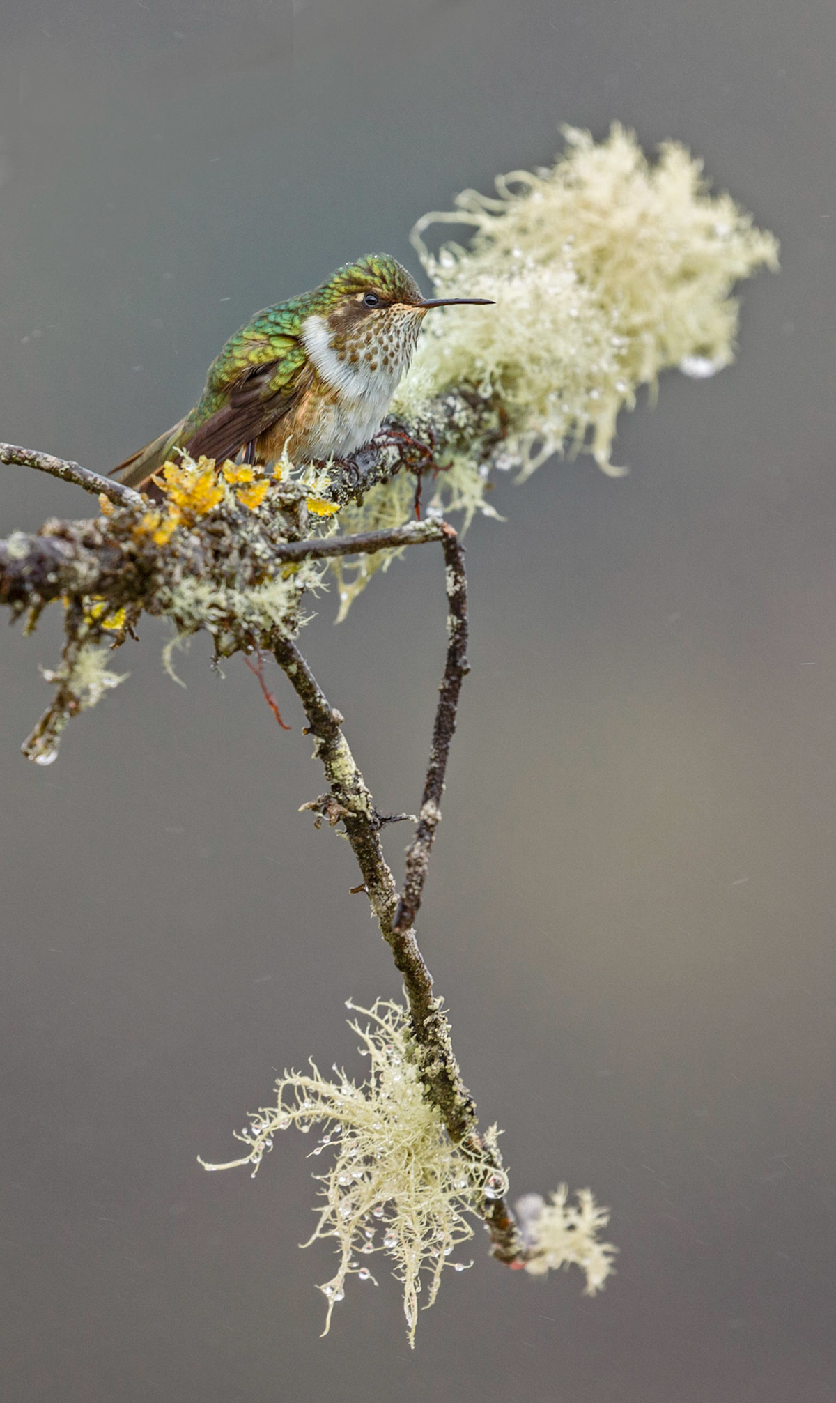 female Scintillant Hummingbird