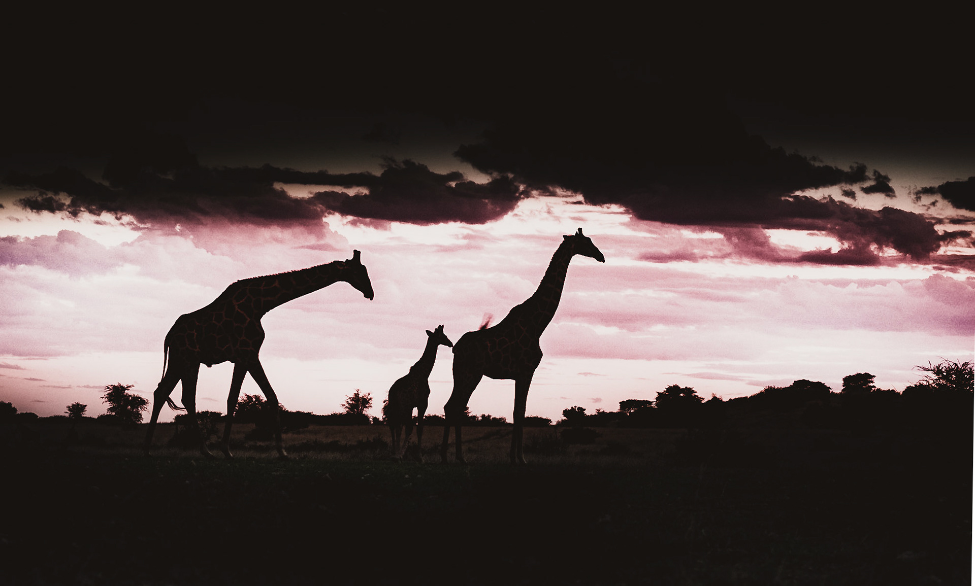Giraffes at sunset