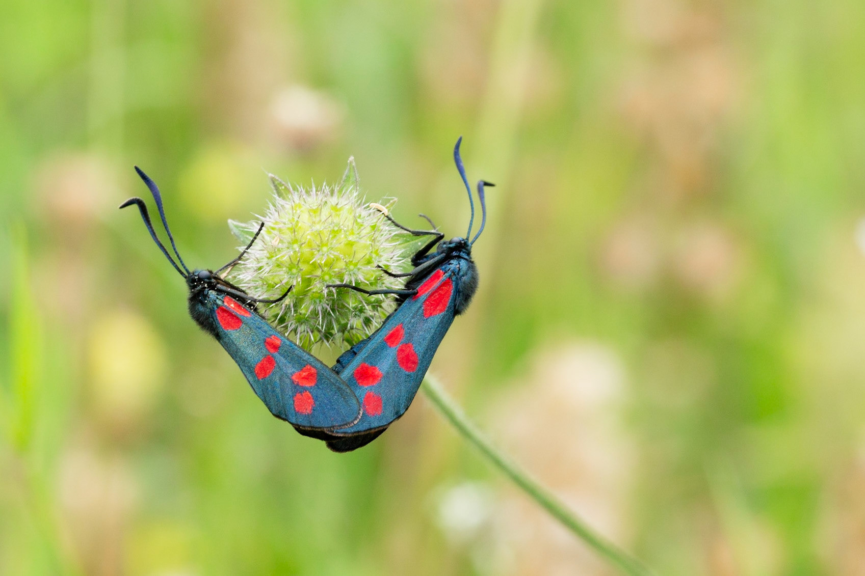 Burnets