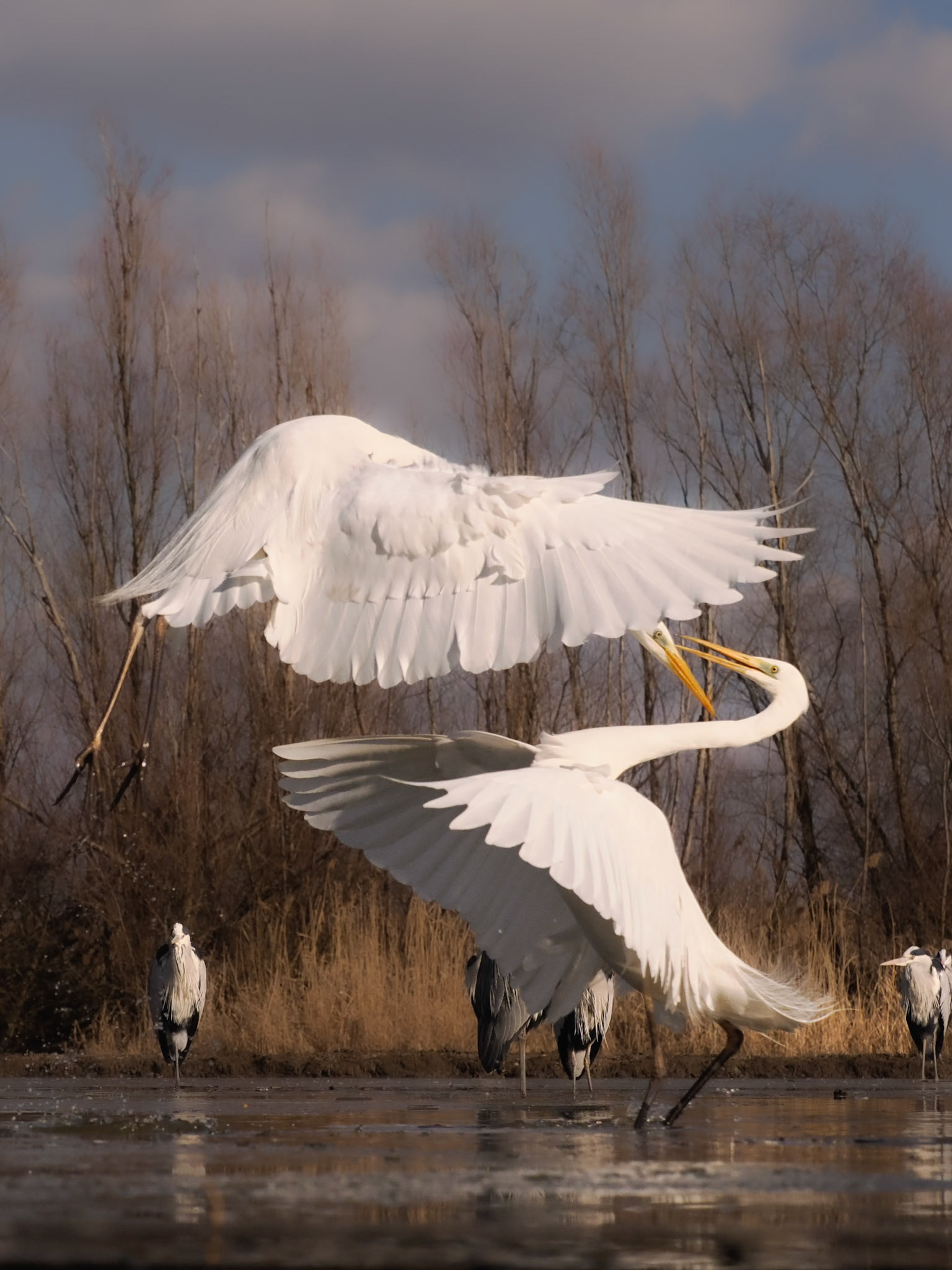Great Egrets