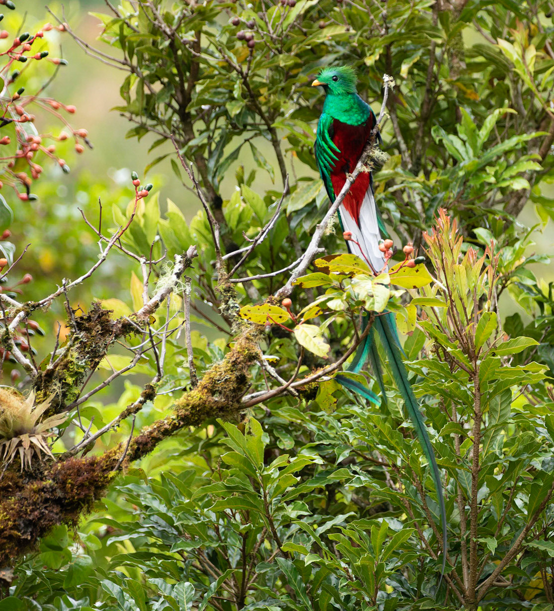 Male, Resplendent Quetzal