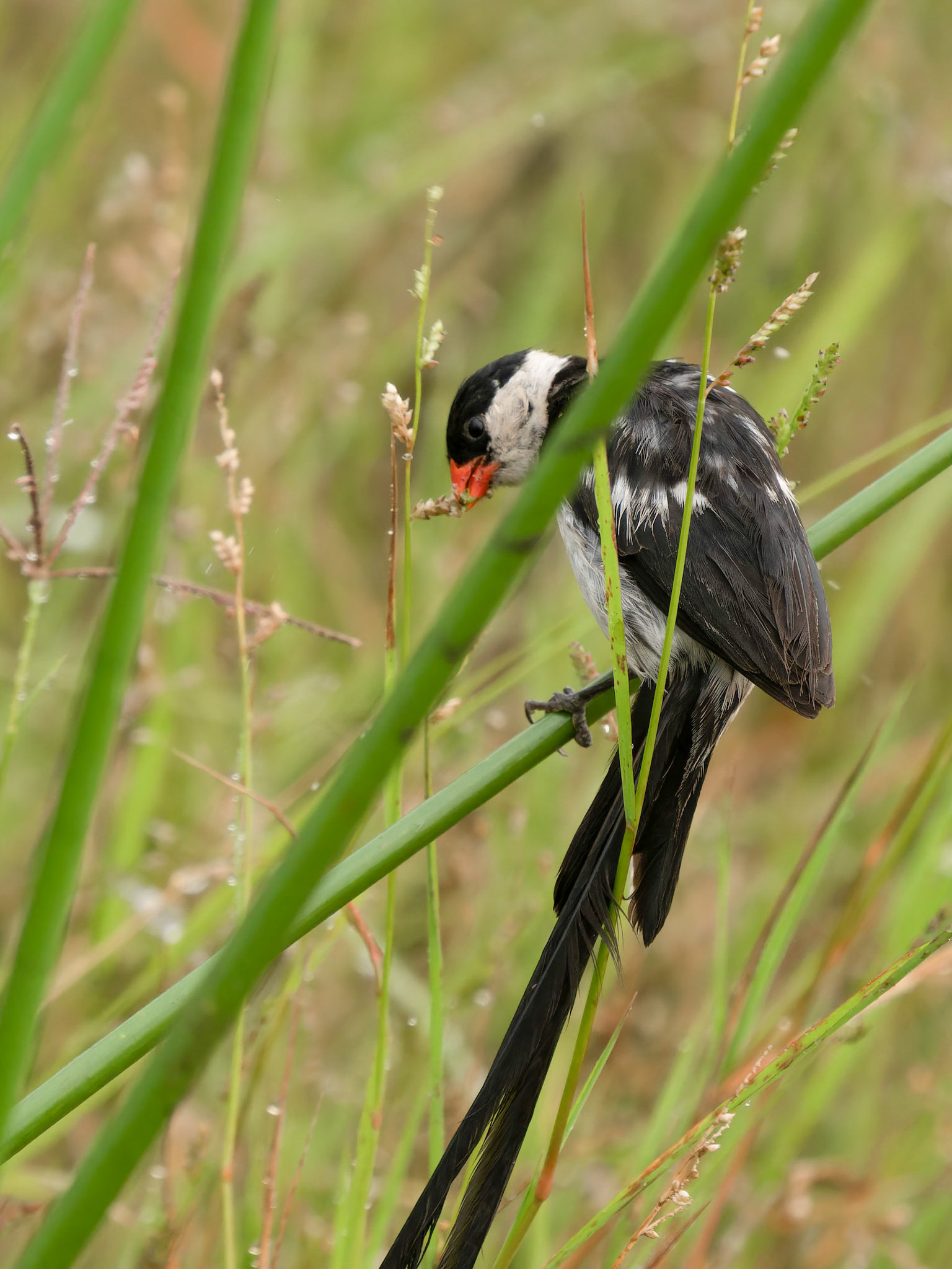 Male, Pin-tailed Whydah