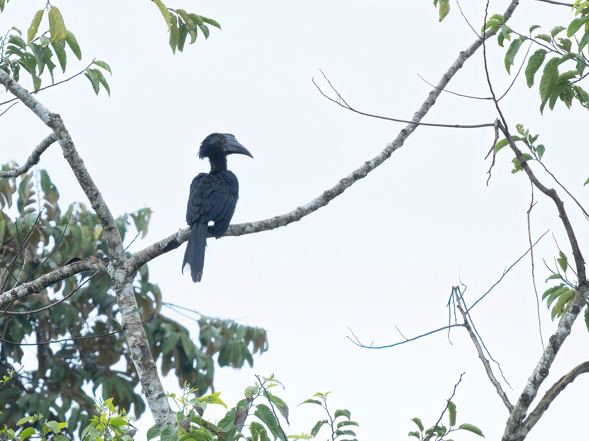 Female Asian Black Hornbill