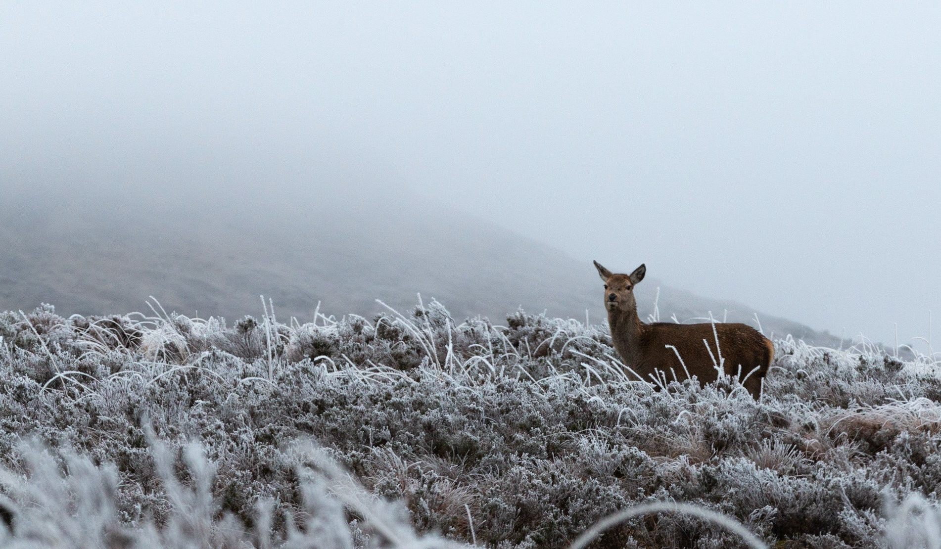 Female Red Deer in winter