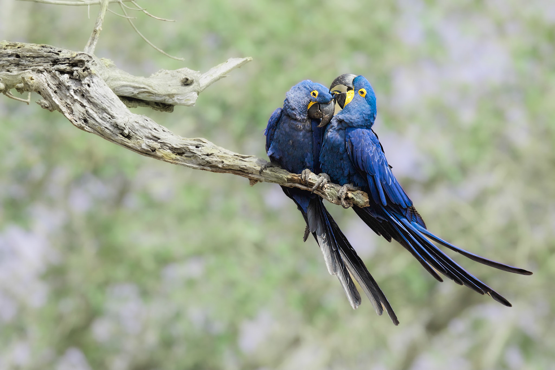 Hyacinth macaws