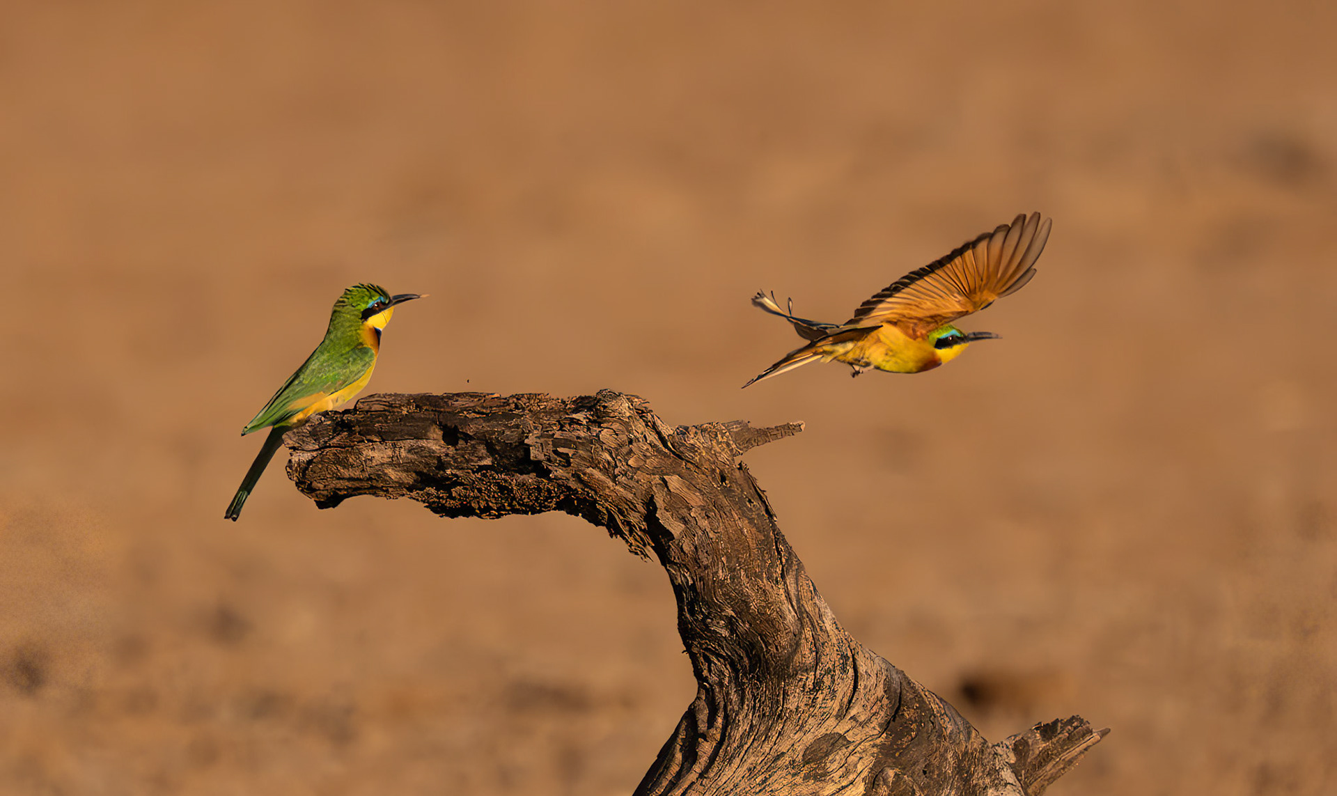 Little Bee -eaters