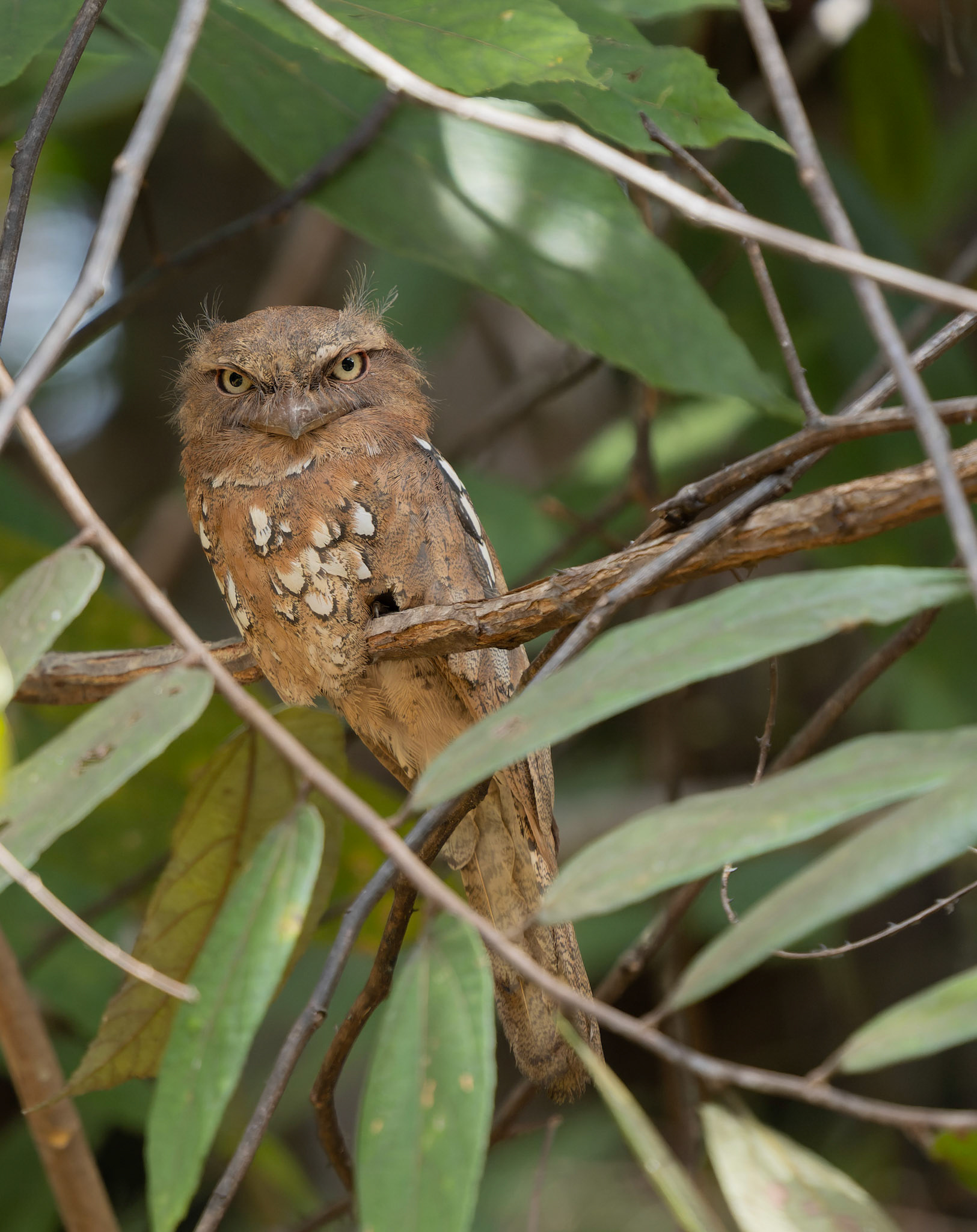 Sundan Frogmouth