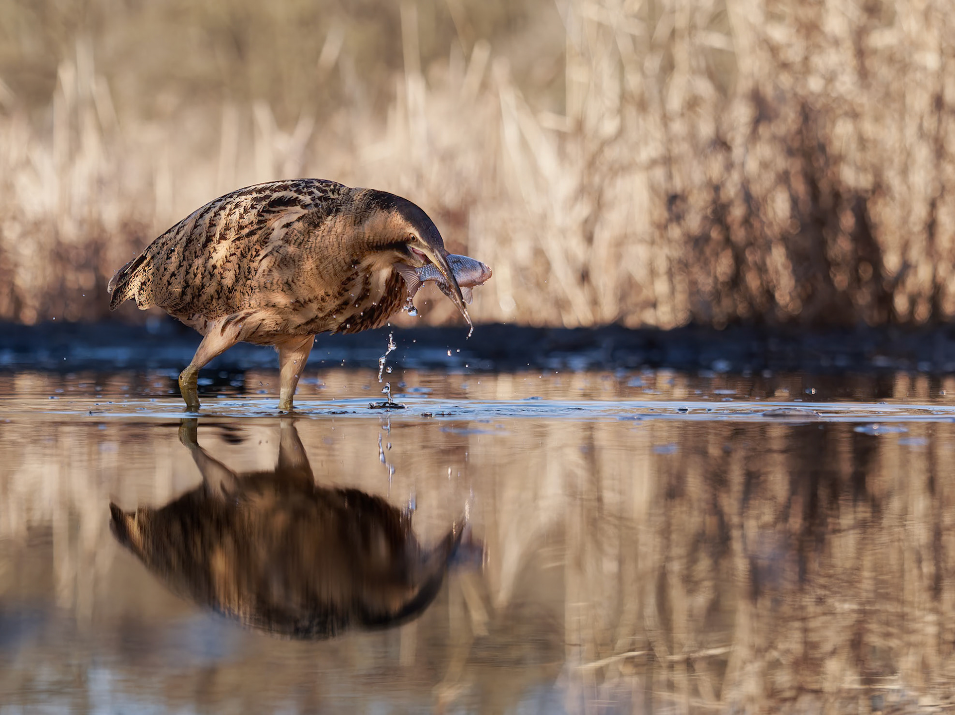 Great Bittern with fish