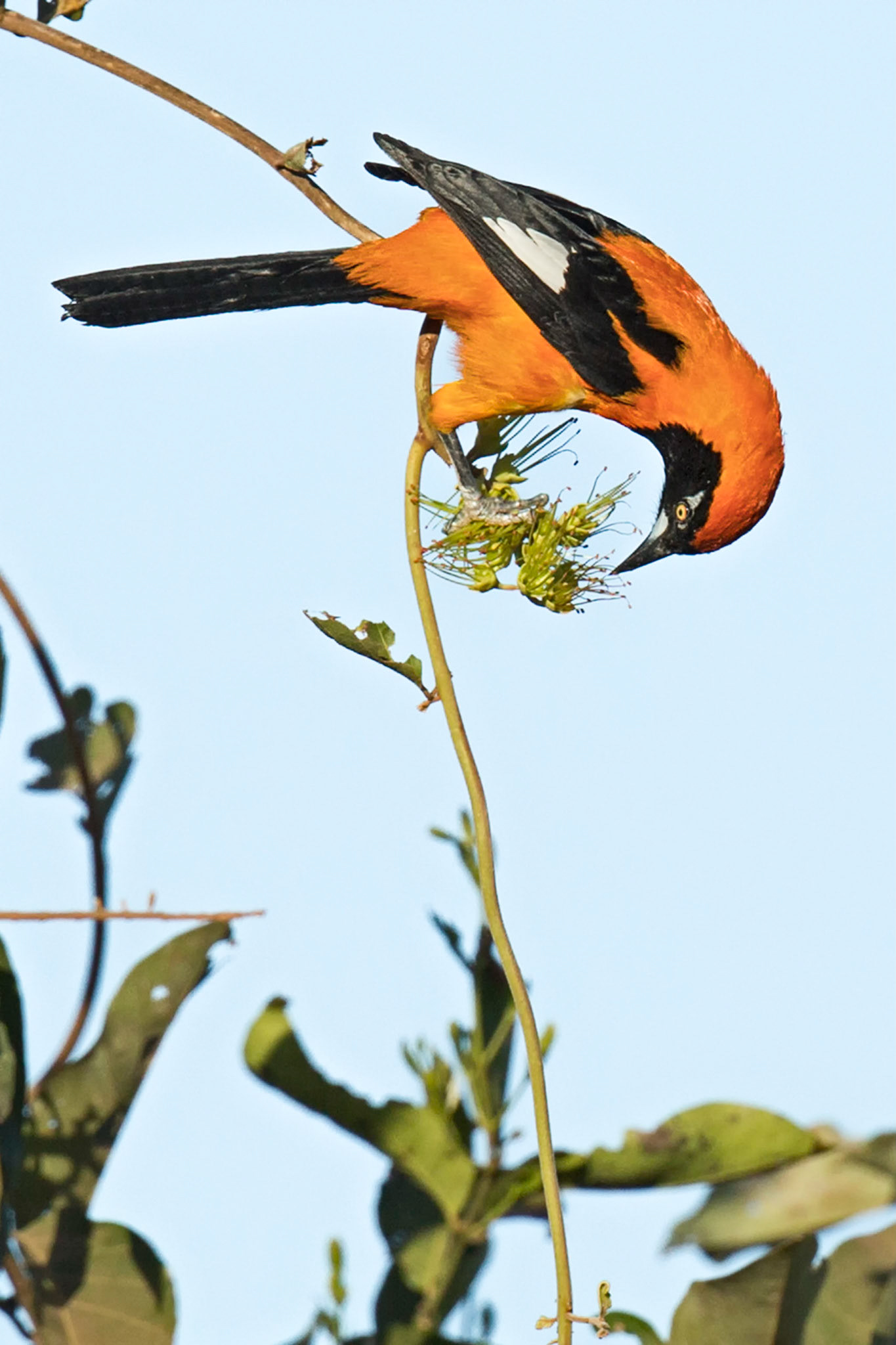 Orange backed Troupial