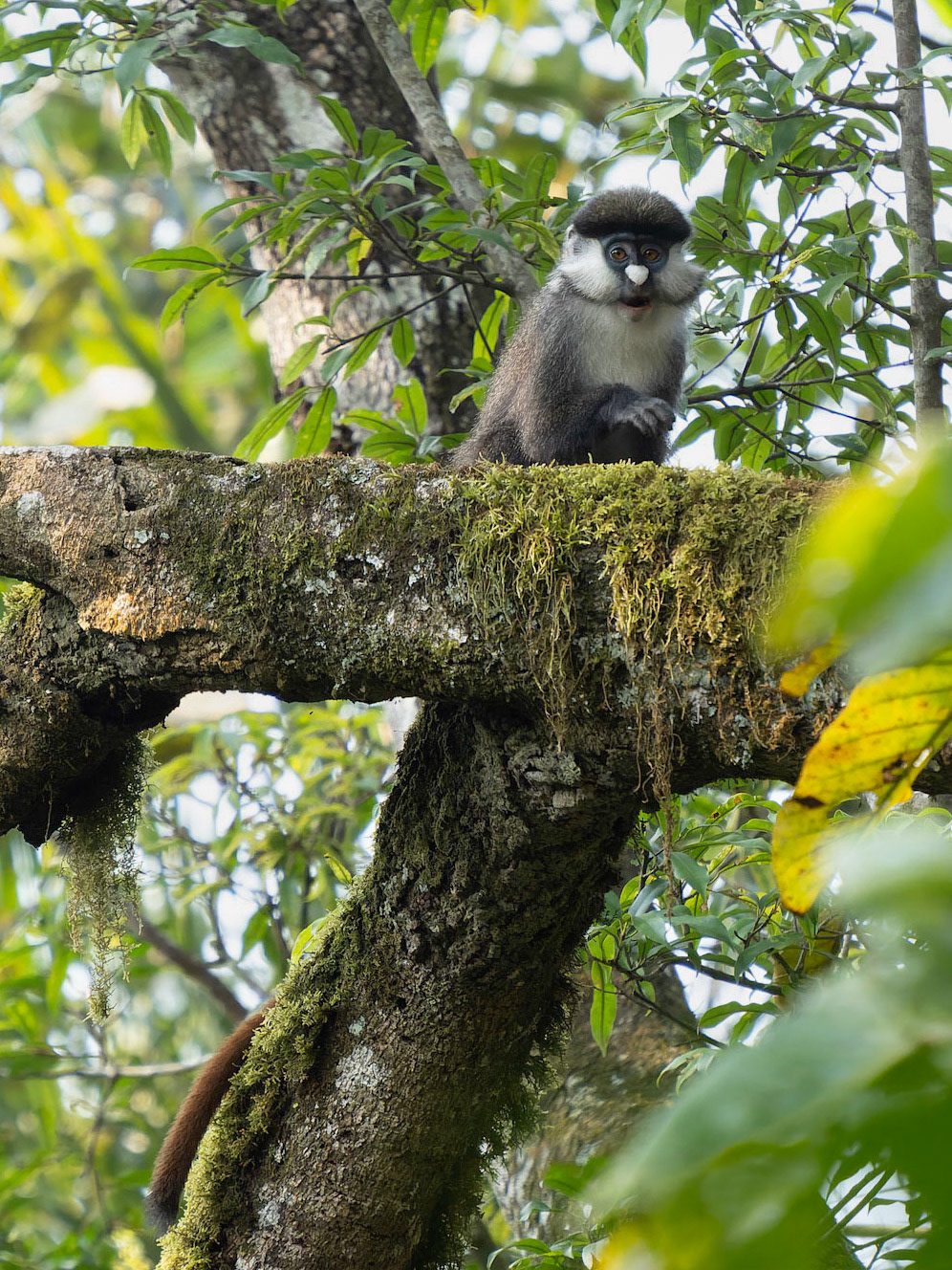 Red-tailed Guenon Monkey