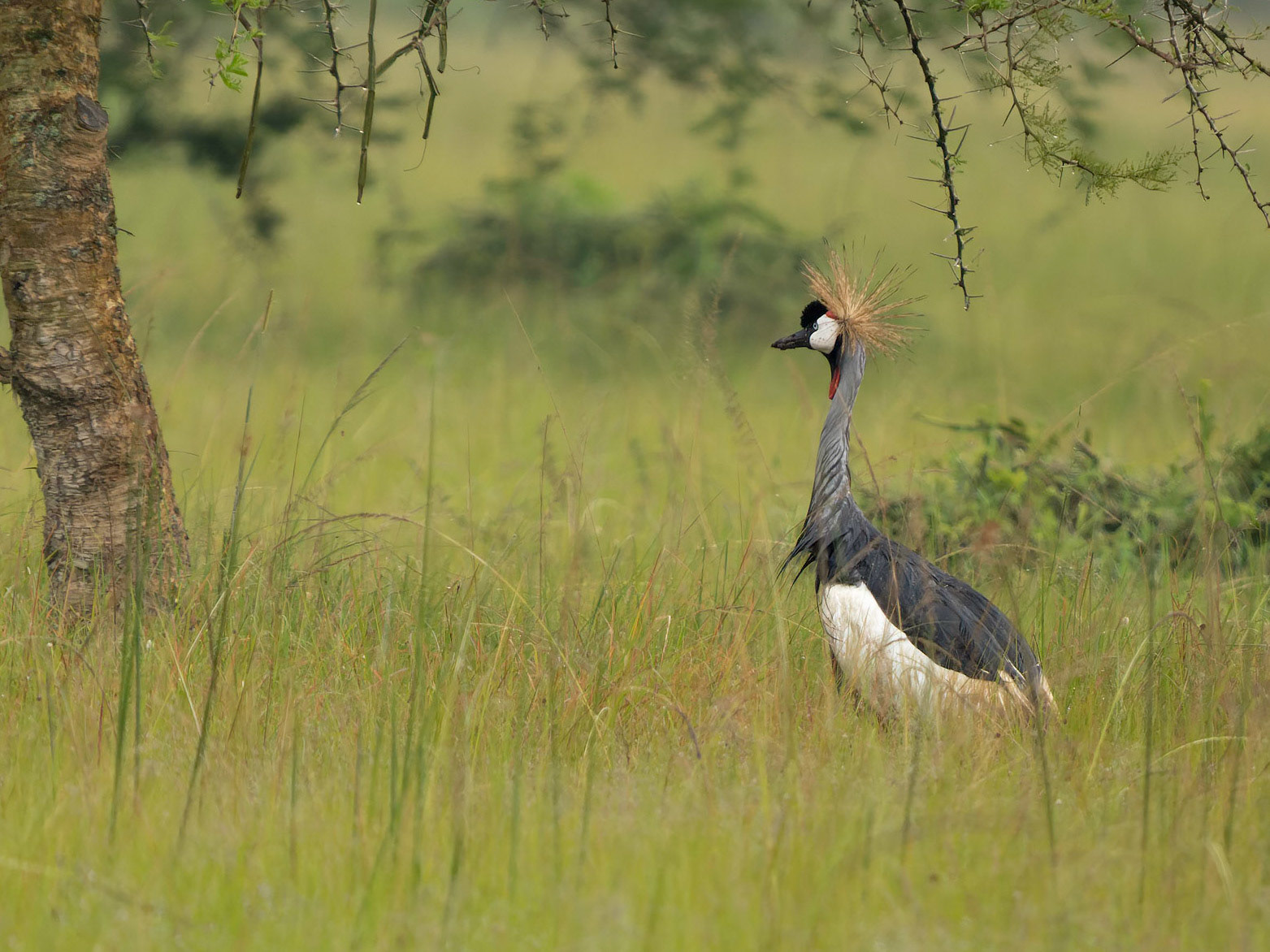 Grey Crowned Crane