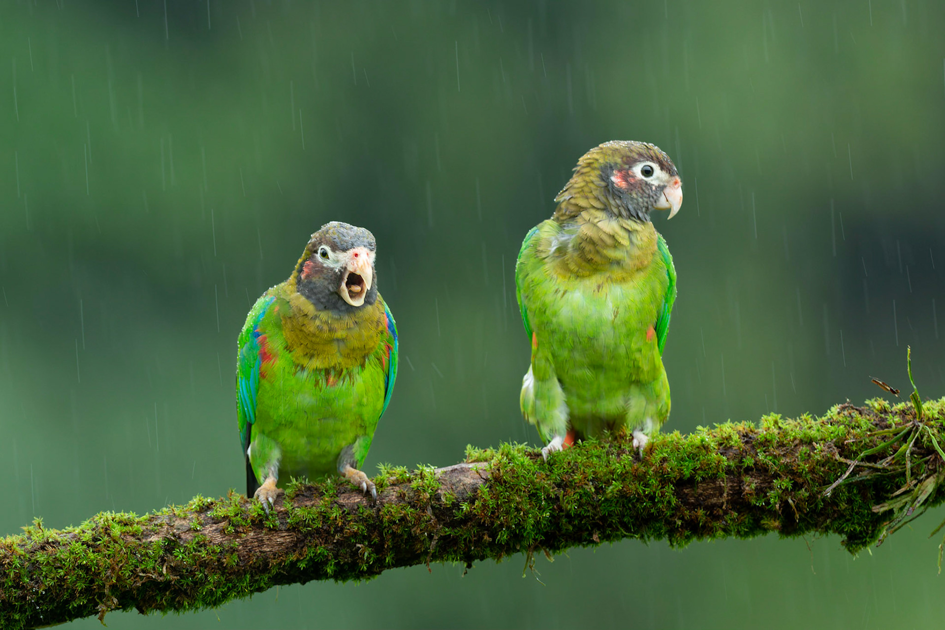 Brown Hooded Parrots in rain ((Pyrilia haematotis)