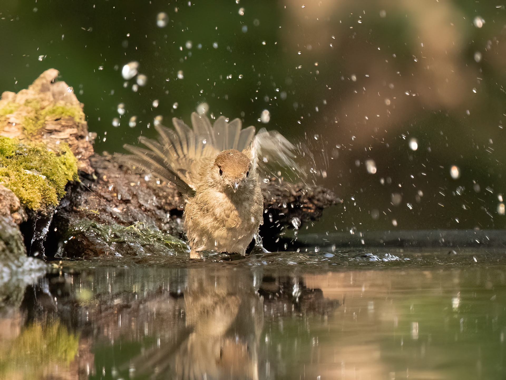 female Blackcap bathing