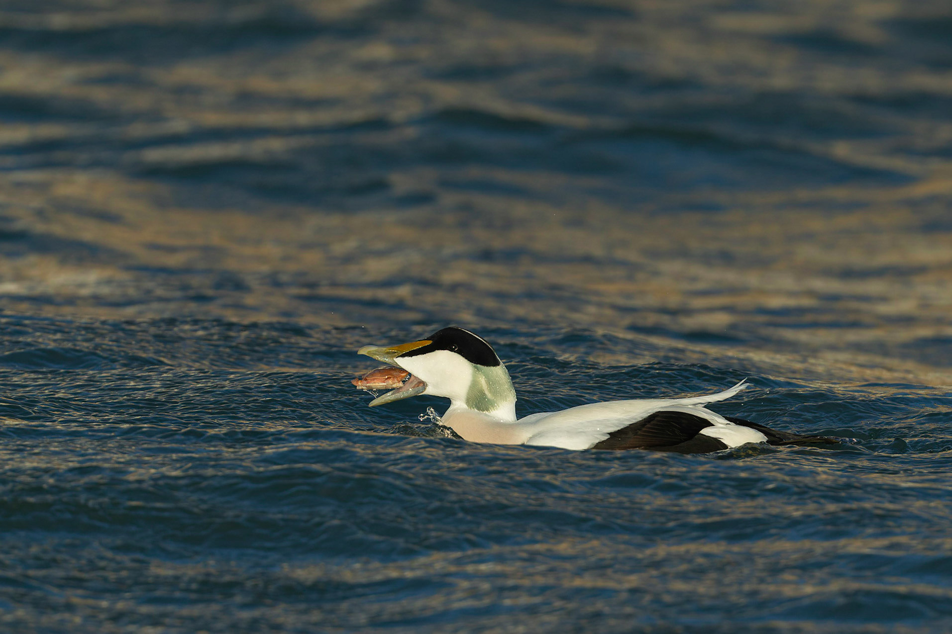 Male Eider Duck with crab ( Somateria mollissima)