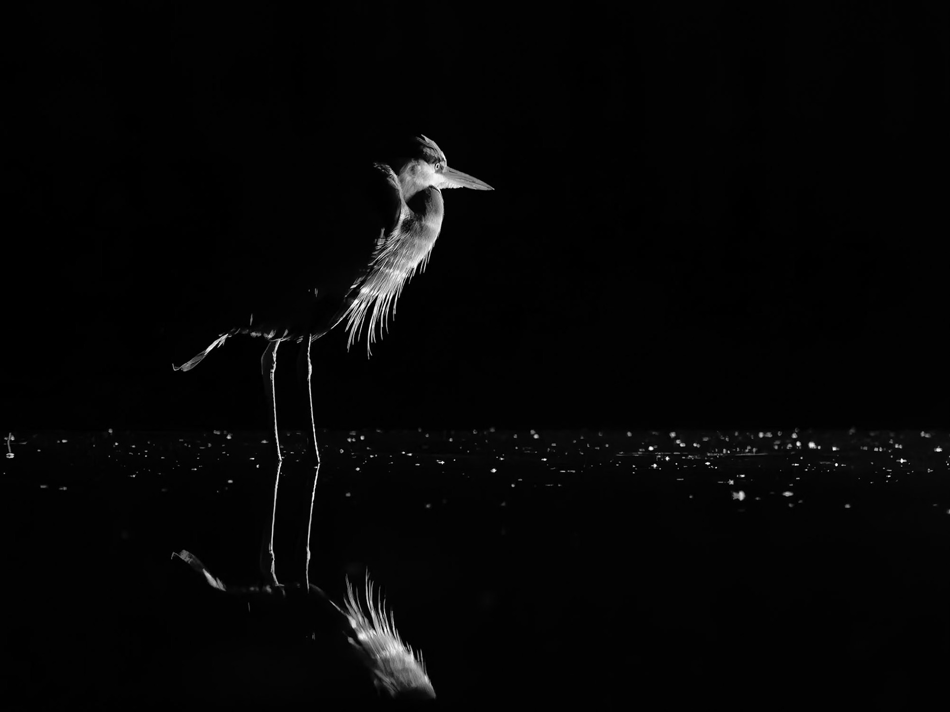 Grey heron at night