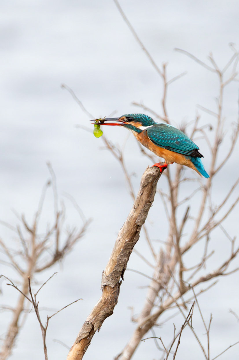 Common kingfisher