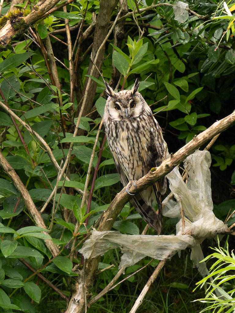 Long eared Owl