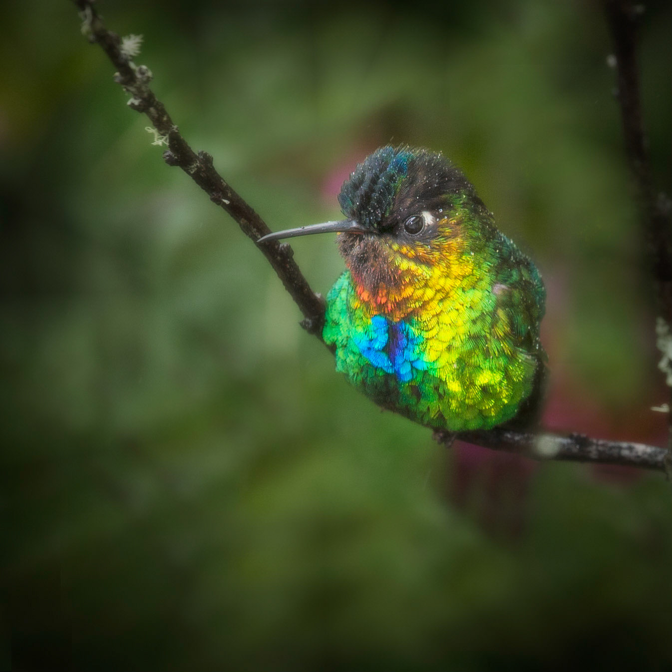 Fiery-throated Hummingbird