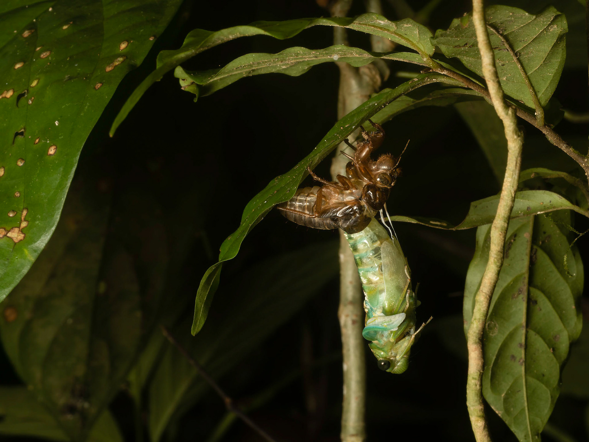 Cicada Emerging